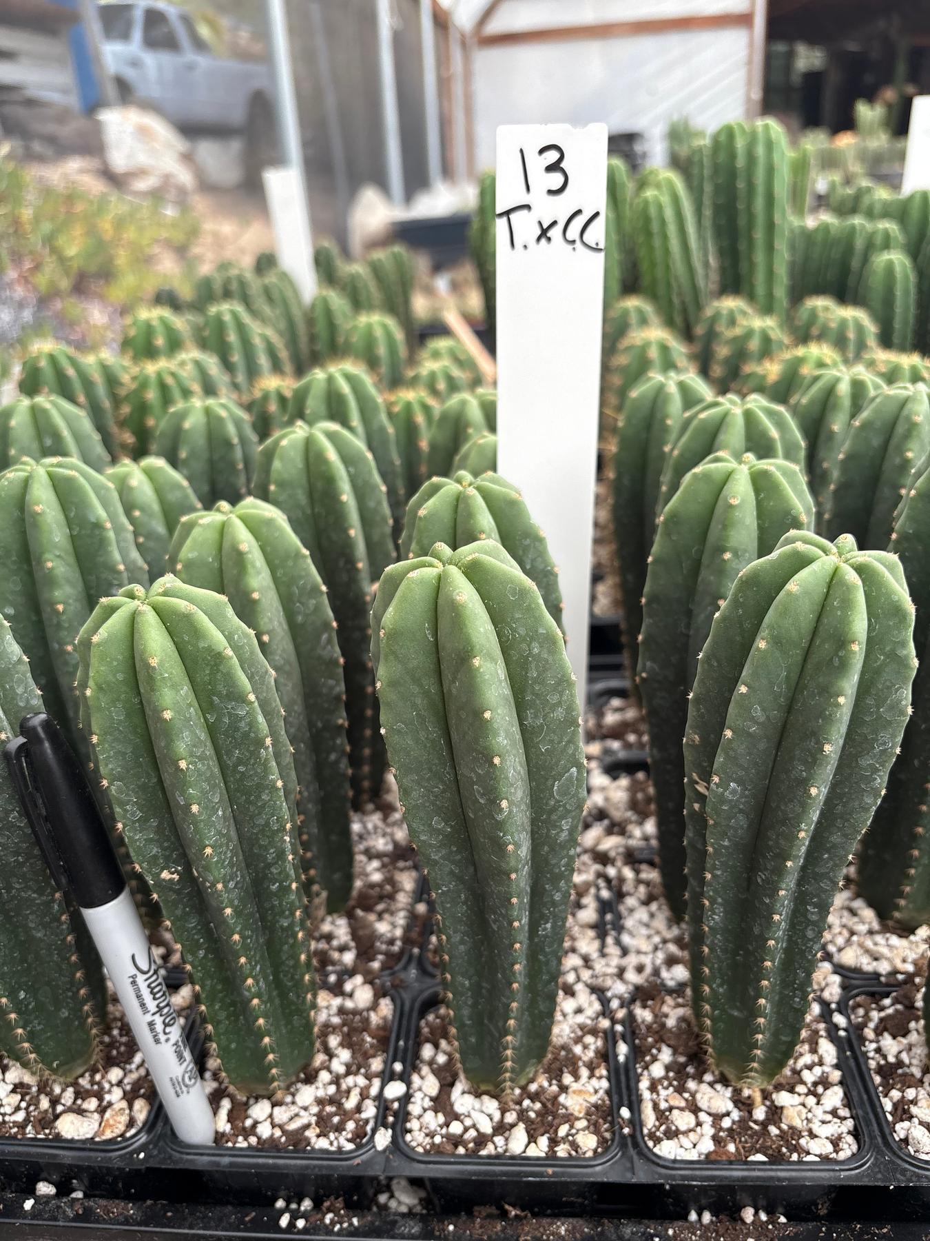 #EC225 Variety of Trichocereus Hybrid Cactus Bargain Potted Seedlings For Sale-Cactus - Large - Exact-The Succulent Source
