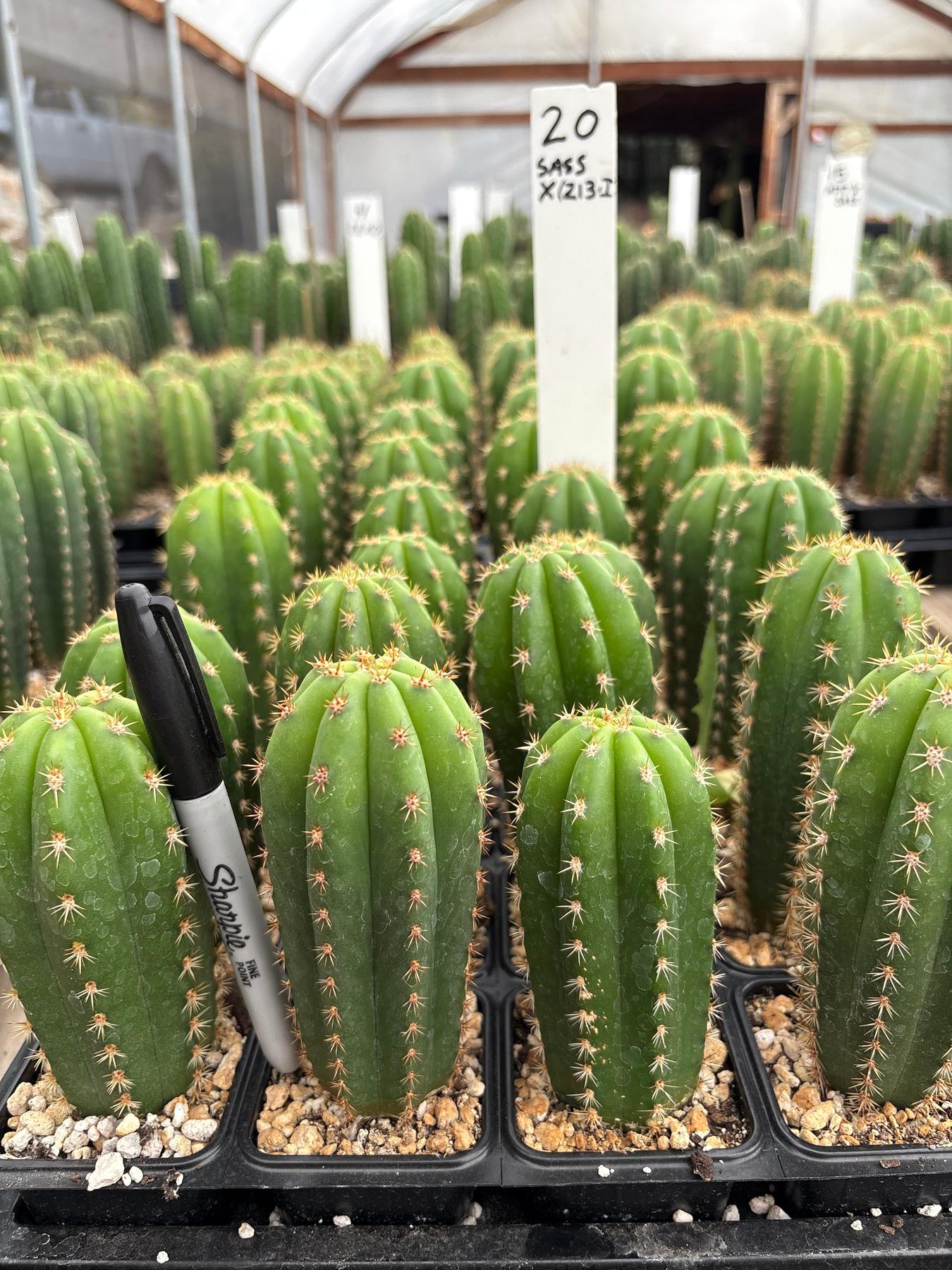 #EC225 Variety of Trichocereus Hybrid Cactus Bargain Potted Seedlings For Sale-Cactus - Large - Exact-The Succulent Source