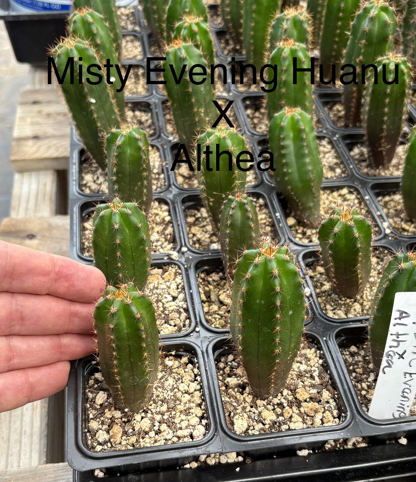 #EC225 EXACT Trichocereus Hybrid Cactus Bargain Potted Seedlings-Cactus - Large - Exact-The Succulent Source