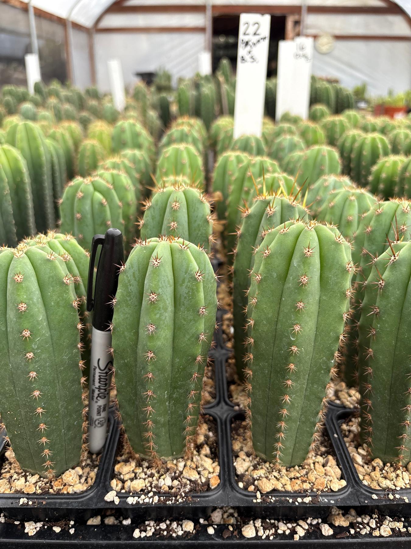 #EC225 Variety of Trichocereus Hybrid Cactus Bargain Potted Seedlings For Sale-Cactus - Large - Exact-The Succulent Source
