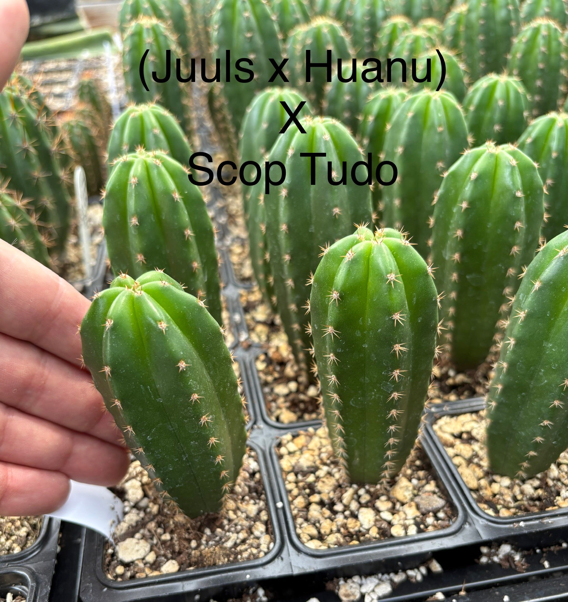 #EC225 EXACT Trichocereus Hybrid Cactus Bargain Potted Seedlings-Cactus - Large - Exact-The Succulent Source