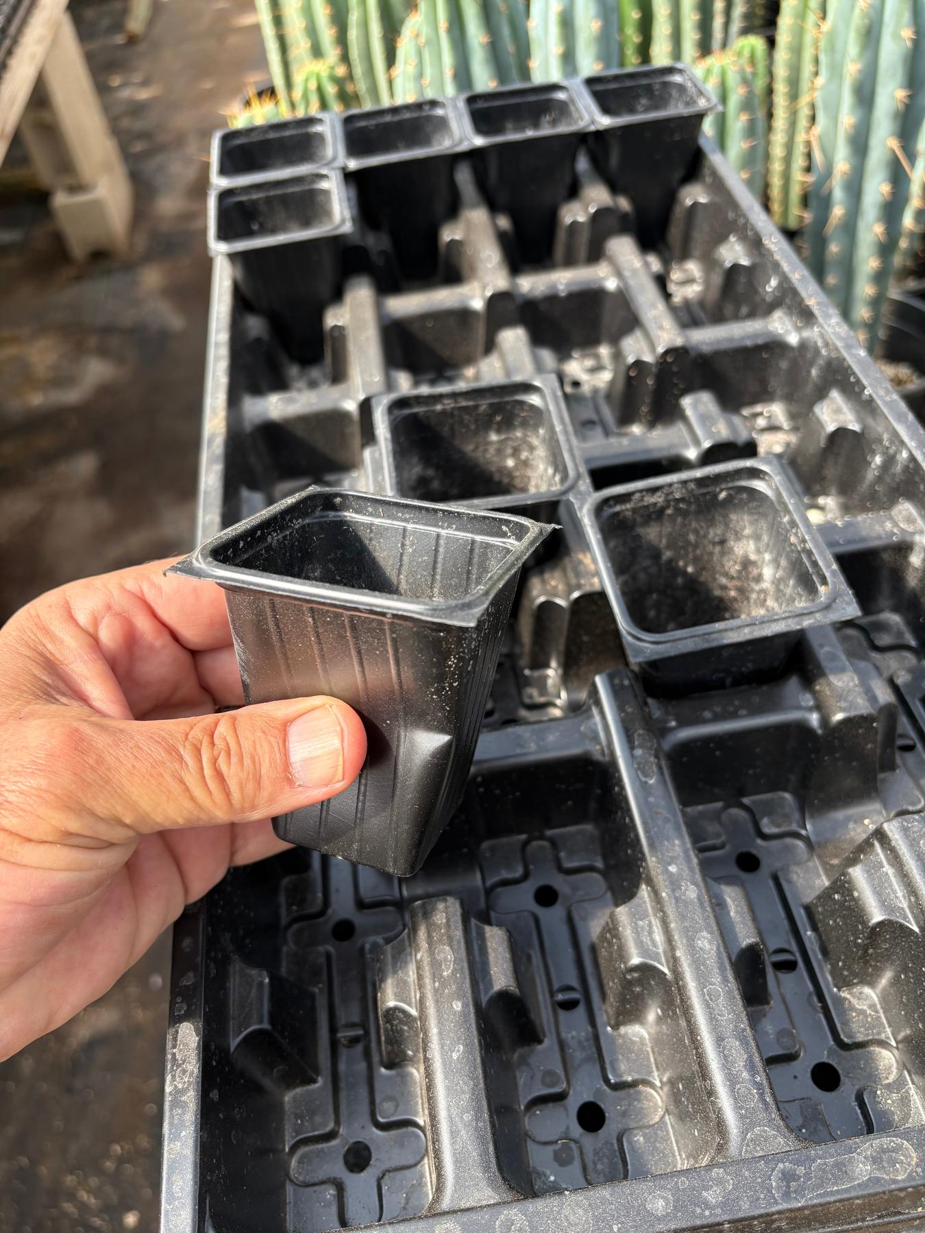 #EC225 Variety of Trichocereus Hybrid Cactus Bargain Potted Seedlings For Sale-Cactus - Large - Exact-The Succulent Source