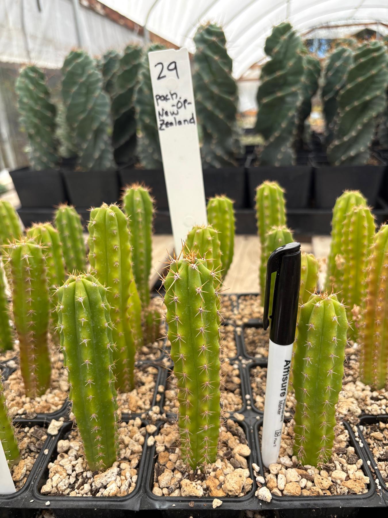 #EC225 Variety of Trichocereus Hybrid Cactus Bargain Potted Seedlings For Sale-Cactus - Large - Exact-The Succulent Source
