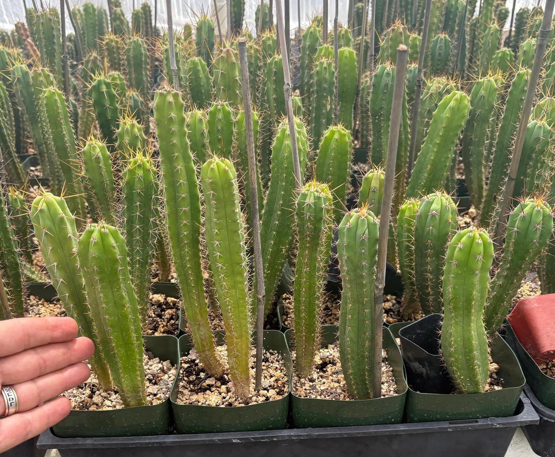 #EC225 EXACT Trichocereus Hybrid Cactus Bargain Potted Seedlings-Cactus - Large - Exact-The Succulent Source