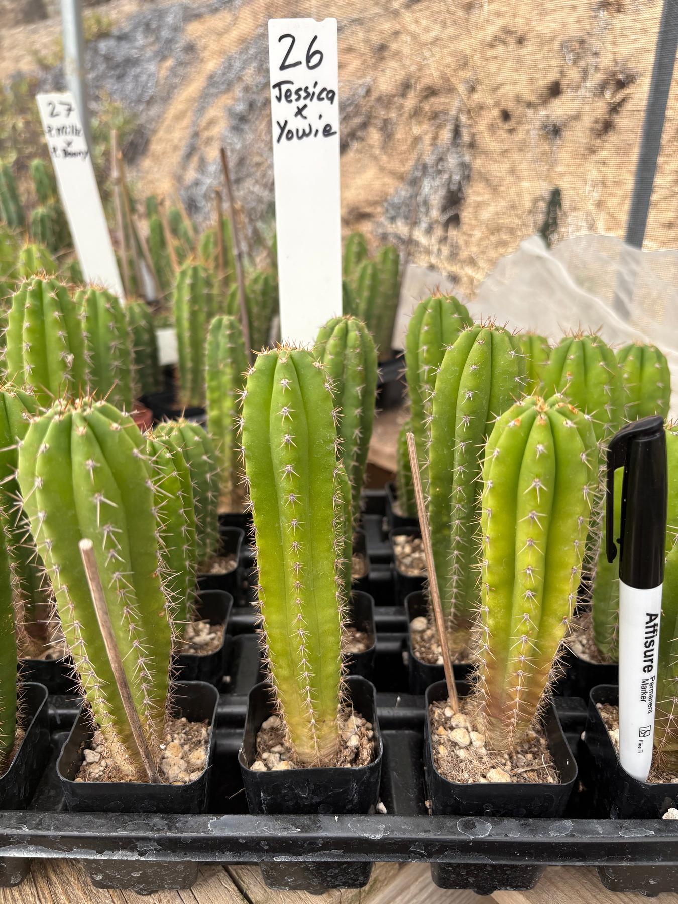 #EC225 Variety of Trichocereus Hybrid Cactus Bargain Potted Seedlings For Sale-Cactus - Large - Exact-The Succulent Source