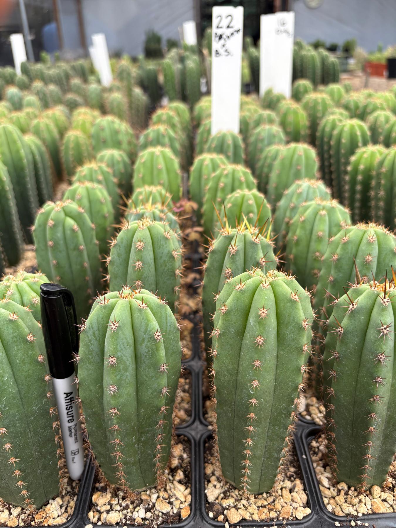 #EC225 Variety of Trichocereus Hybrid Cactus Bargain Potted Seedlings For Sale-Cactus - Large - Exact-The Succulent Source
