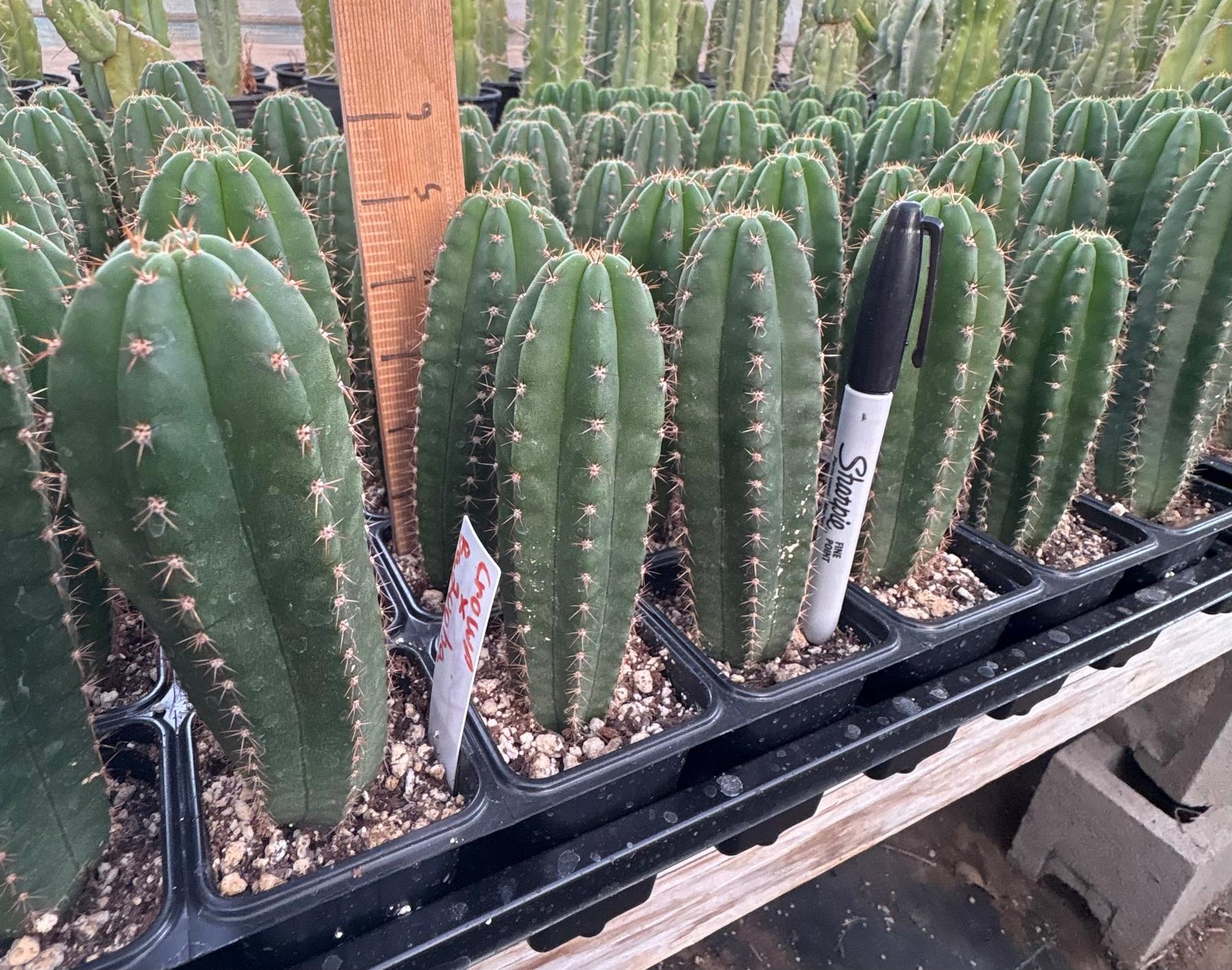 #EC225 Variety of Trichocereus Hybrid Cactus Bargain Potted Seedlings For Sale-Cactus - Large - Exact-The Succulent Source
