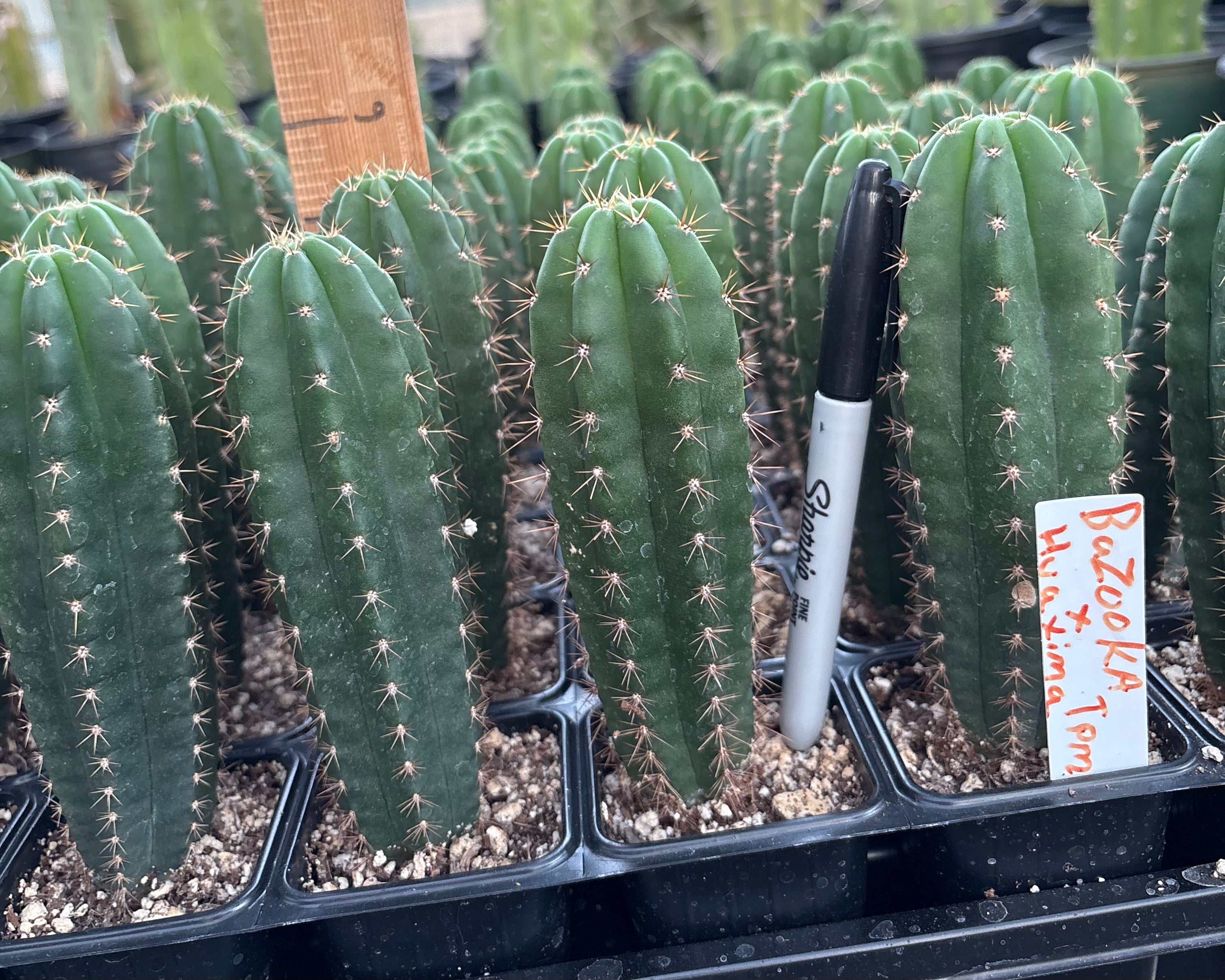 #EC225 Variety of Trichocereus Hybrid Cactus Bargain Potted Seedlings For Sale-Cactus - Large - Exact-The Succulent Source