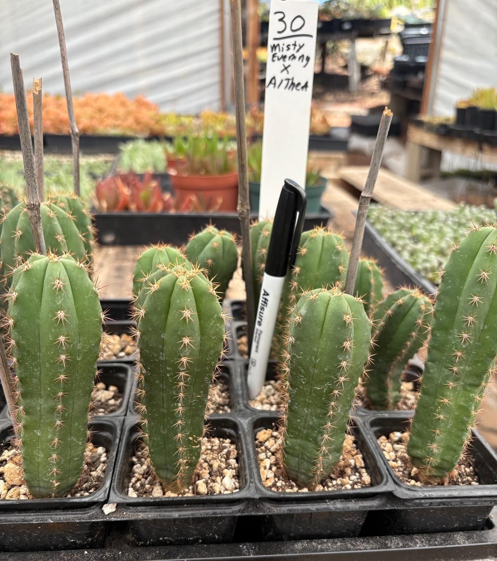 #EC225 Variety of Trichocereus Hybrid Cactus Bargain Potted Seedlings For Sale-Cactus - Large - Exact-The Succulent Source