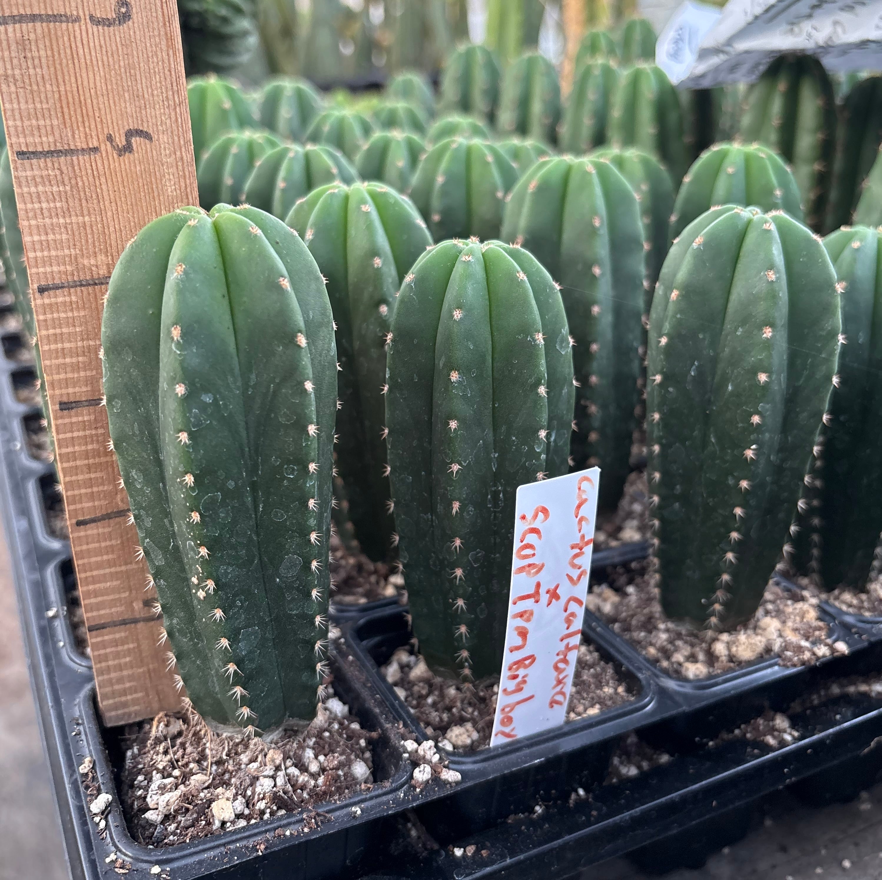 #EC225 Variety of Trichocereus Hybrid Cactus Bargain Potted Seedlings For Sale-Cactus - Large - Exact-The Succulent Source