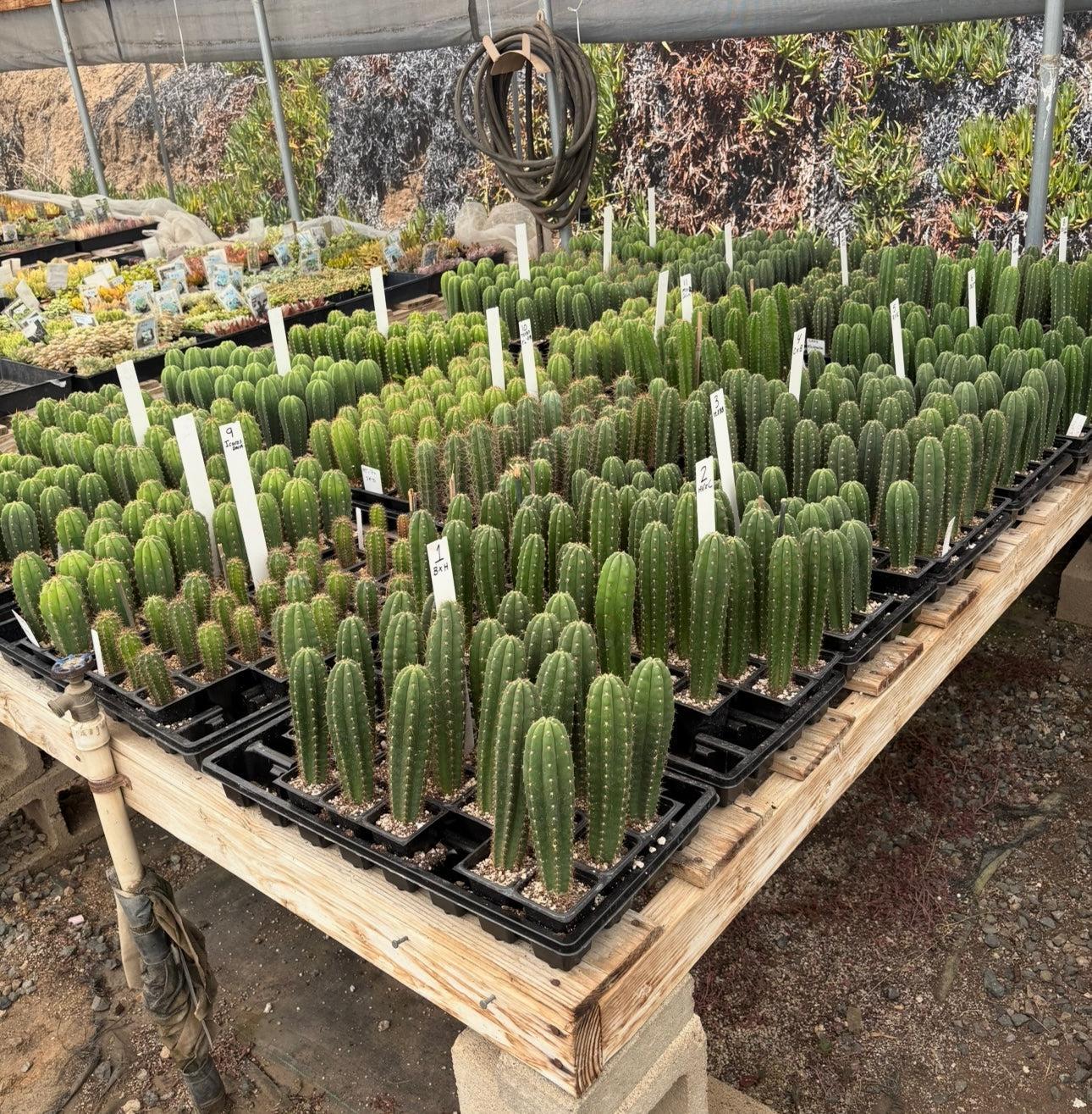 #EC225 Variety of Trichocereus Hybrid Cactus Bargain Potted Seedlings For Sale-Cactus - Large - Exact-The Succulent Source