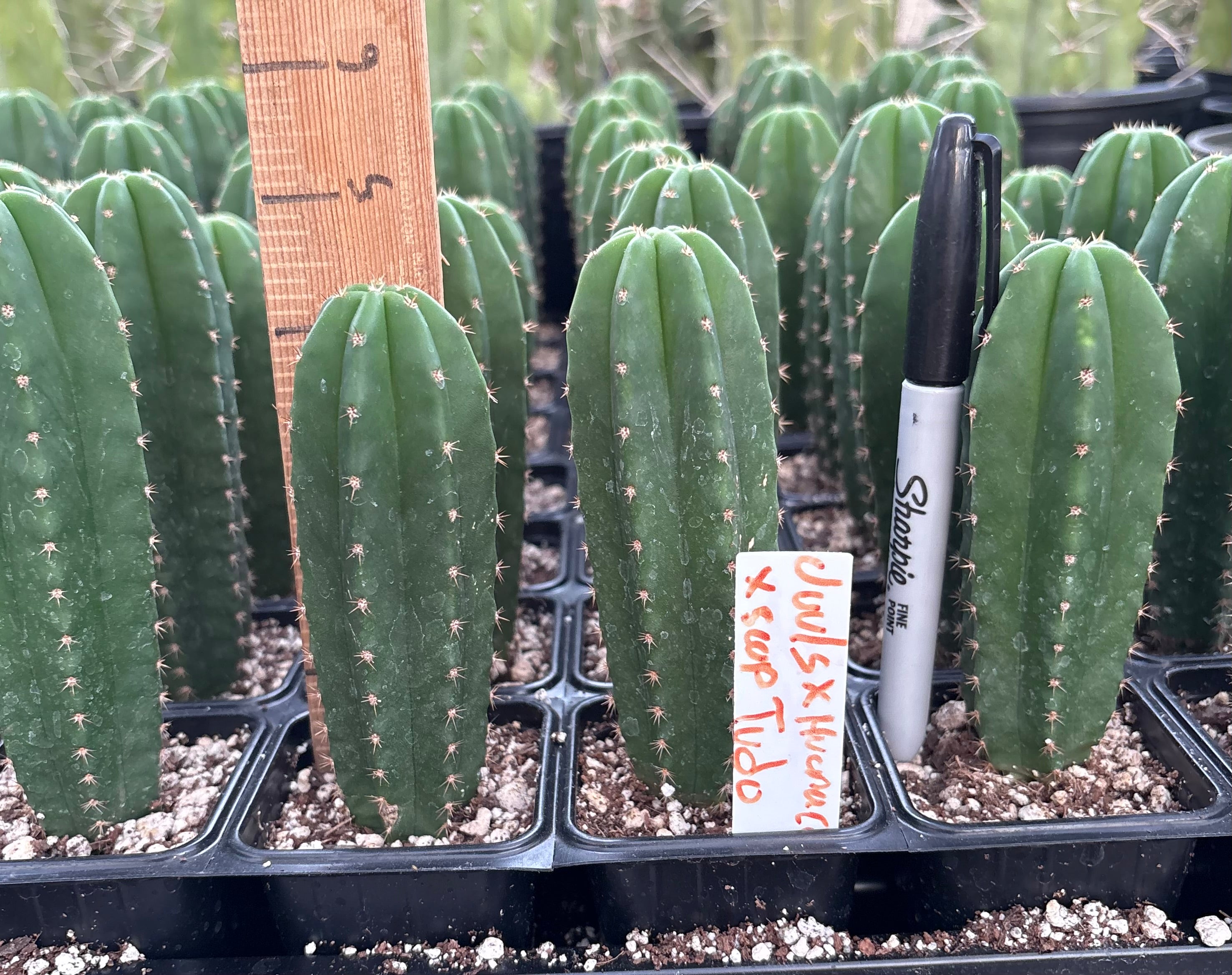 #EC225 Variety of Trichocereus Hybrid Cactus Bargain Potted Seedlings For Sale-Cactus - Large - Exact-The Succulent Source