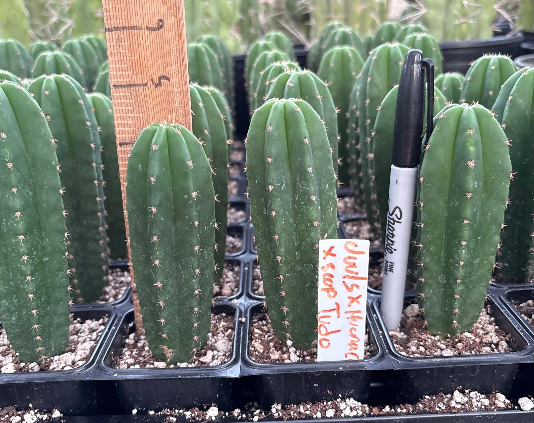 #EC225 Variety of Trichocereus Hybrid Cactus Bargain Potted Seedlings For Sale-Cactus - Large - Exact-The Succulent Source