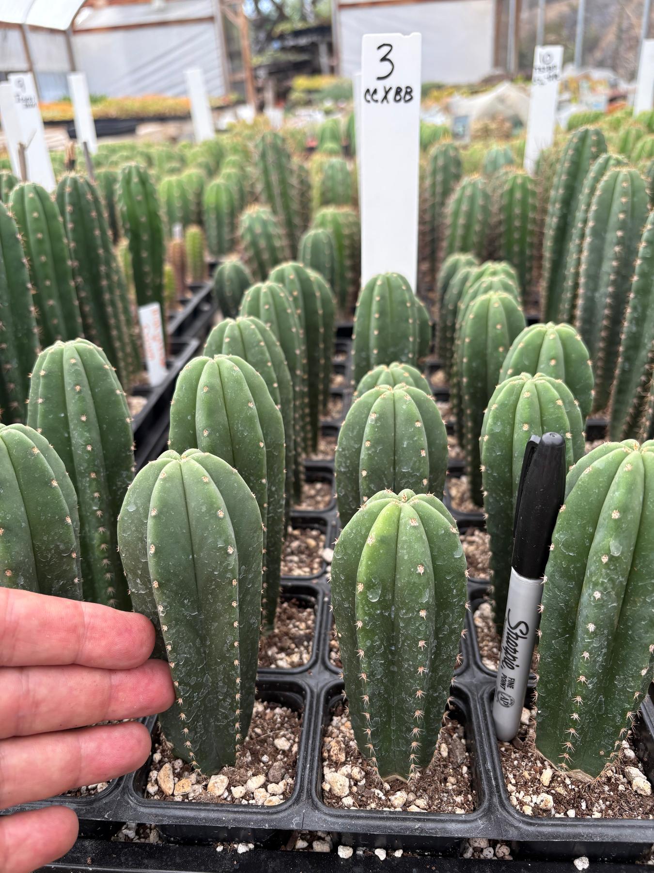 #EC225 Variety of Trichocereus Hybrid Cactus Bargain Potted Seedlings For Sale-Cactus - Large - Exact-The Succulent Source