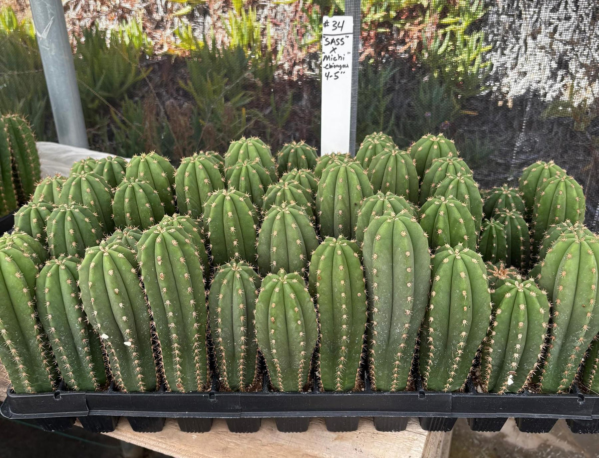 #EC225 Variety of Trichocereus Hybrid Cactus Bargain Potted Seedlings For Sale-Cactus - Large - Exact-The Succulent Source