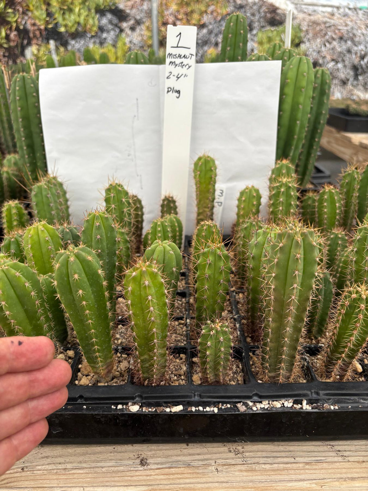 #EC225 Variety of Trichocereus Hybrid Cactus Bargain Potted Seedlings For Sale-Cactus - Large - Exact-The Succulent Source