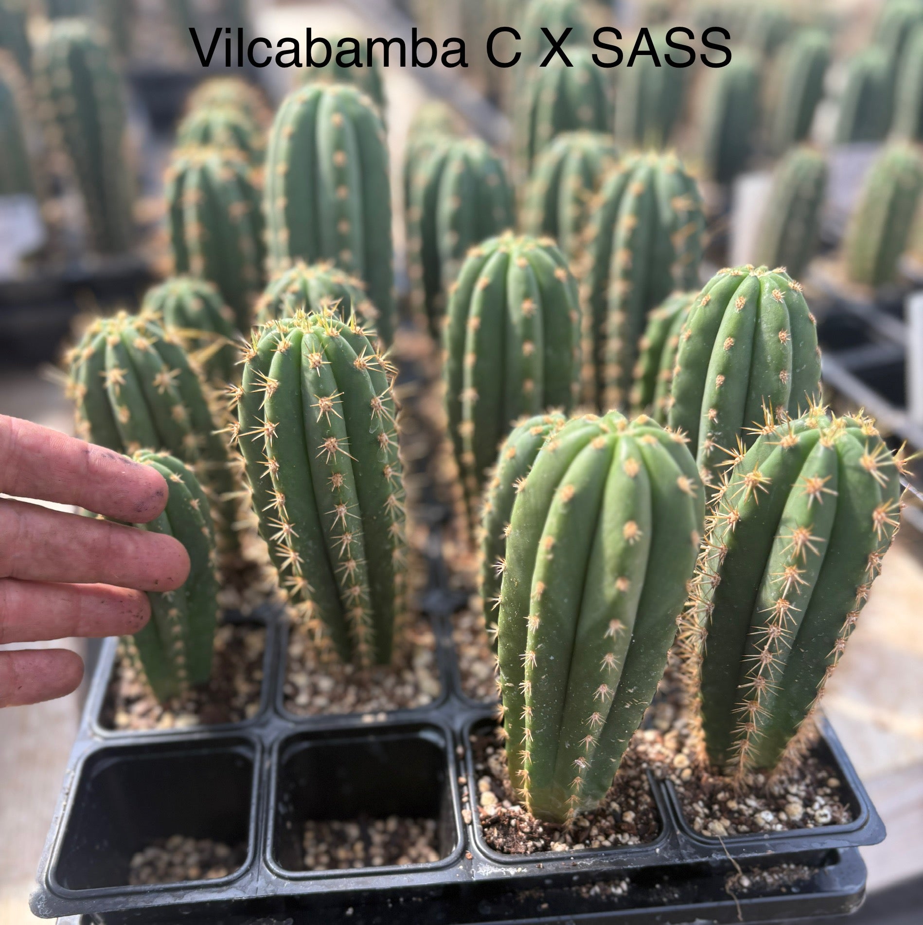 #EC225 Variety of Trichocereus Hybrid Cactus Bargain Potted Seedlings For Sale Three mixed Hybrid Seedlings WE CHOOSE