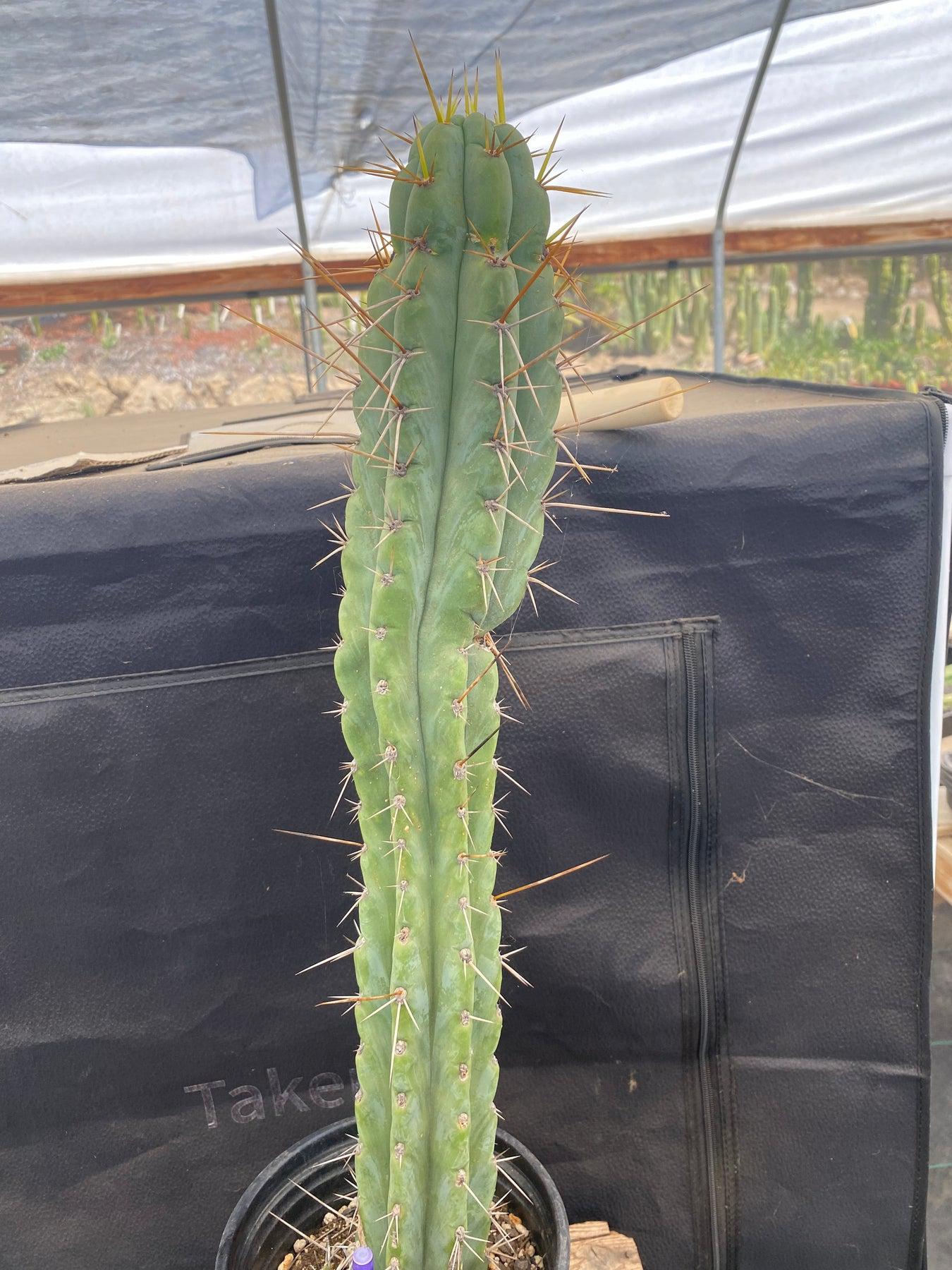 #EC226 EXACT Trichocereus Bridgesoid SunSpine Cactus 21.5"-Cactus - Large - Exact-The Succulent Source