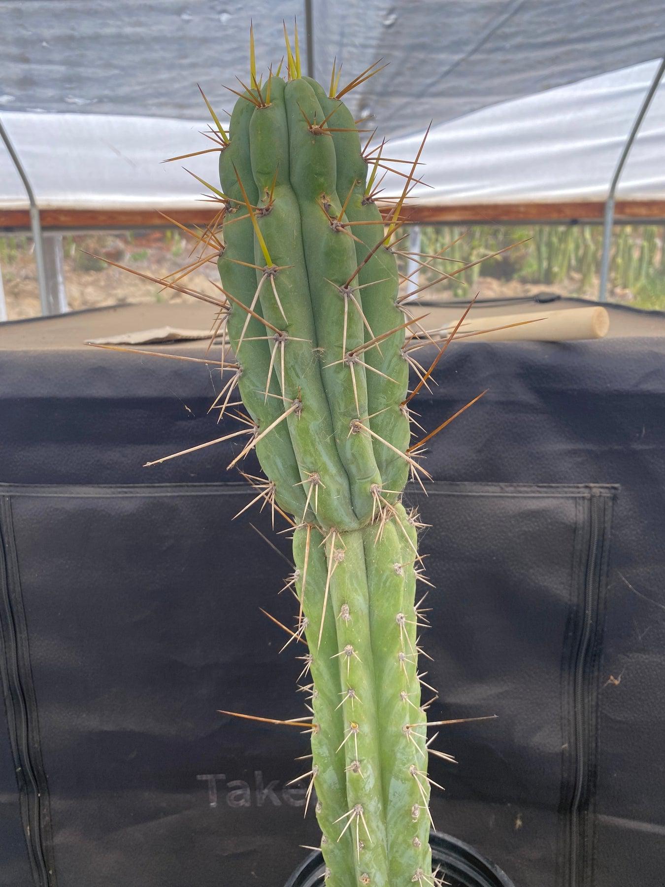 #EC226 EXACT Trichocereus Bridgesoid SunSpine Cactus 21.5"-Cactus - Large - Exact-The Succulent Source