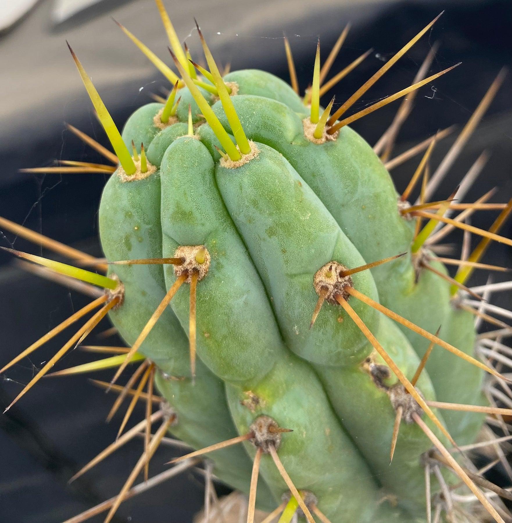#EC226 EXACT Trichocereus Bridgesoid SunSpine Cactus 21.5"-Cactus - Large - Exact-The Succulent Source