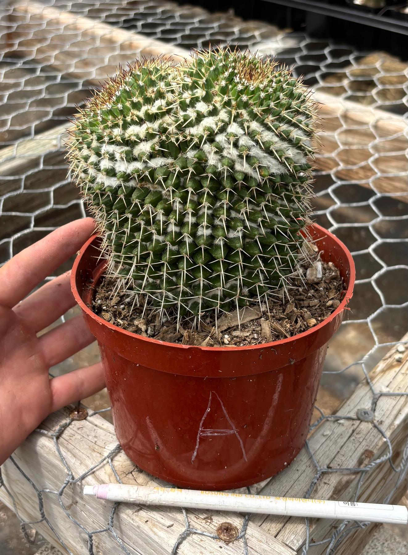 #EC227 EXACT BIGGG Mammilaria Nejapensis Cactus Potted in 6” containers-Cactus - Large - Exact-The Succulent Source