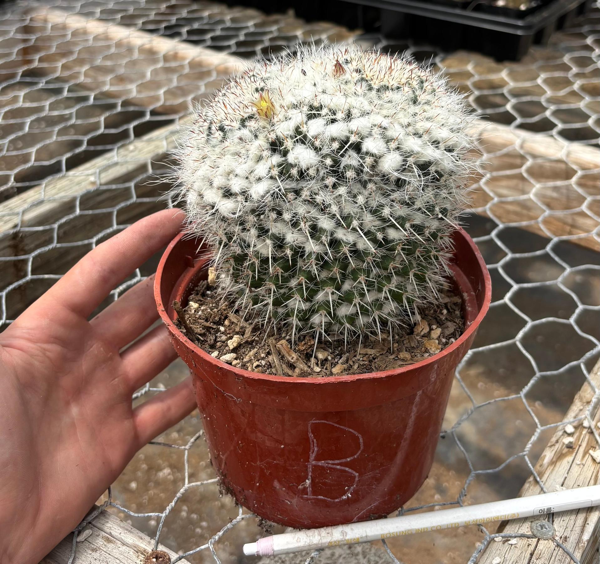 #EC227 EXACT BIGGG Mammilaria Nejapensis Cactus Potted in 6” containers-Cactus - Large - Exact-The Succulent Source