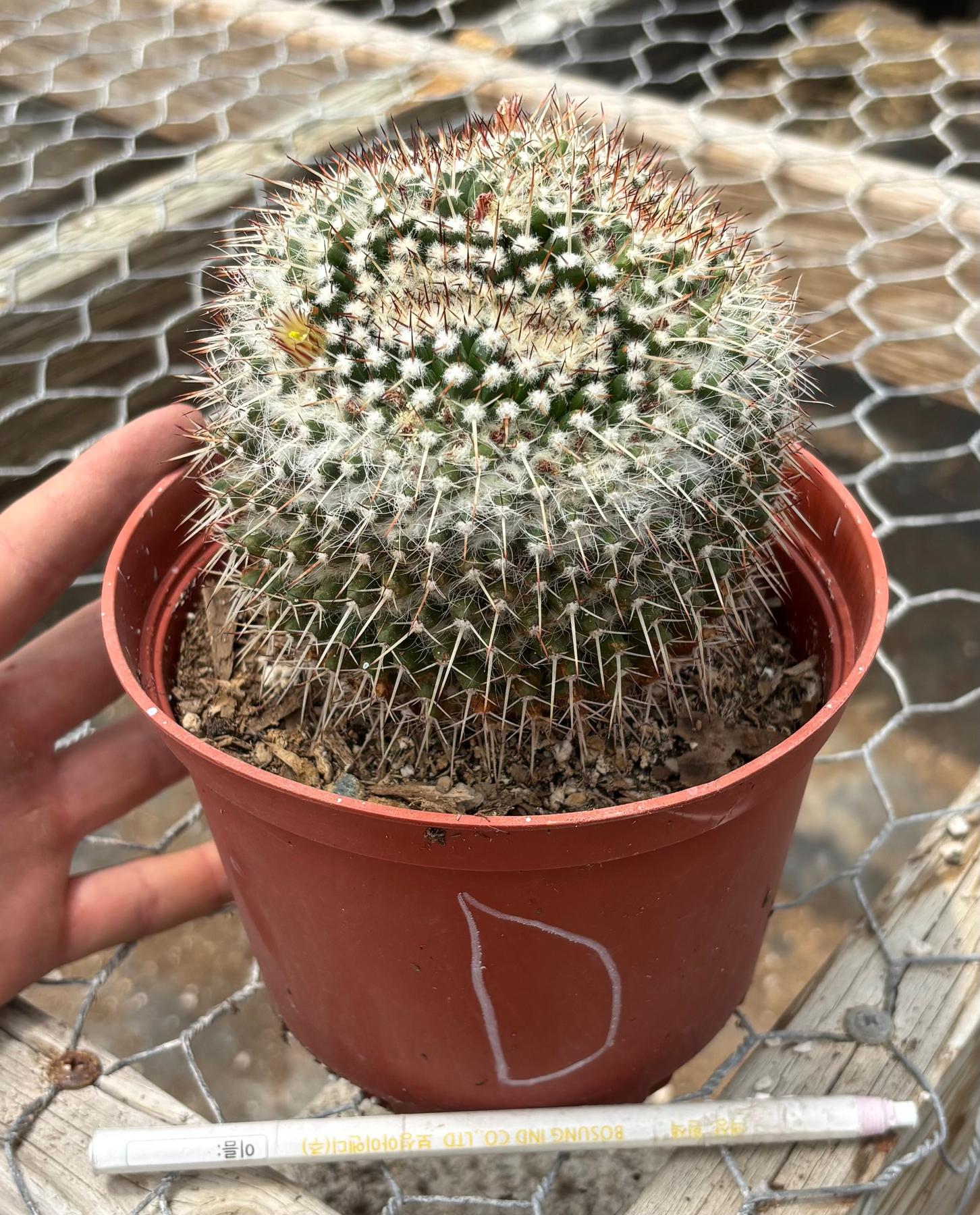 #EC227 EXACT BIGGG Mammilaria Nejapensis Cactus Potted in 6” containers-Cactus - Large - Exact-The Succulent Source