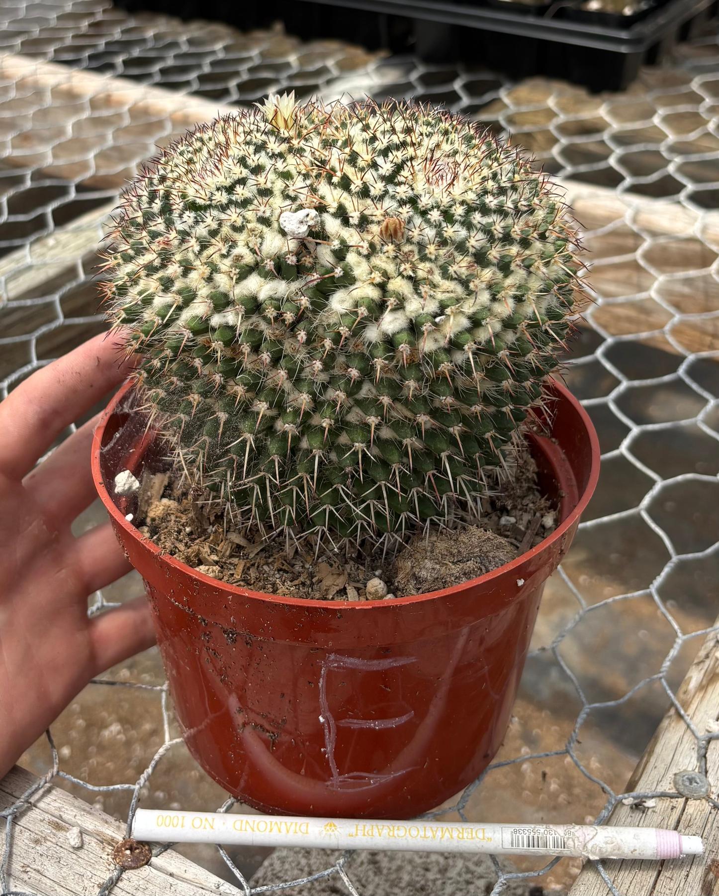 #EC227 EXACT BIGGG Mammilaria Nejapensis Cactus Potted in 6” containers-Cactus - Large - Exact-The Succulent Source