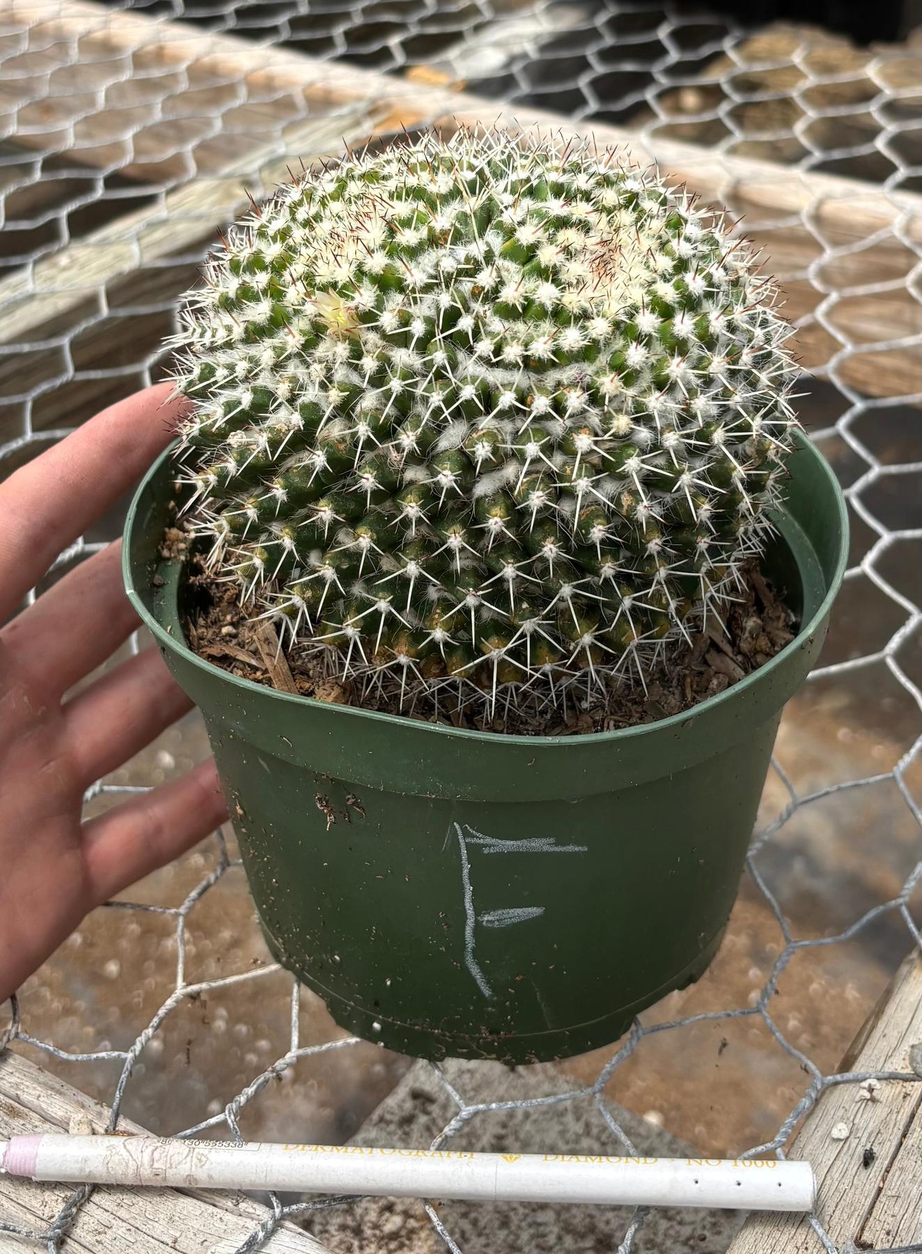 #EC227 EXACT BIGGG Mammilaria Nejapensis Cactus Potted in 6” containers-Cactus - Large - Exact-The Succulent Source