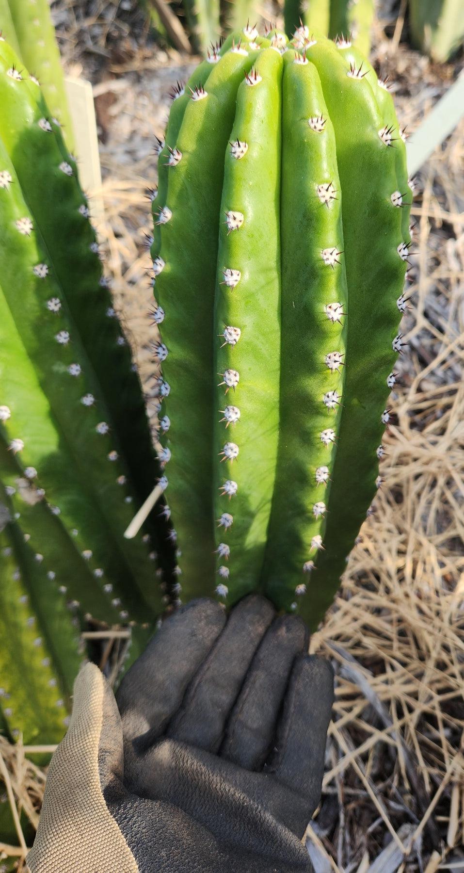 #EC228 EXACT Trichocereus Bach's Faux Scop Cactus Cutting 8-10"-Cactus - Large - Exact-The Succulent Source