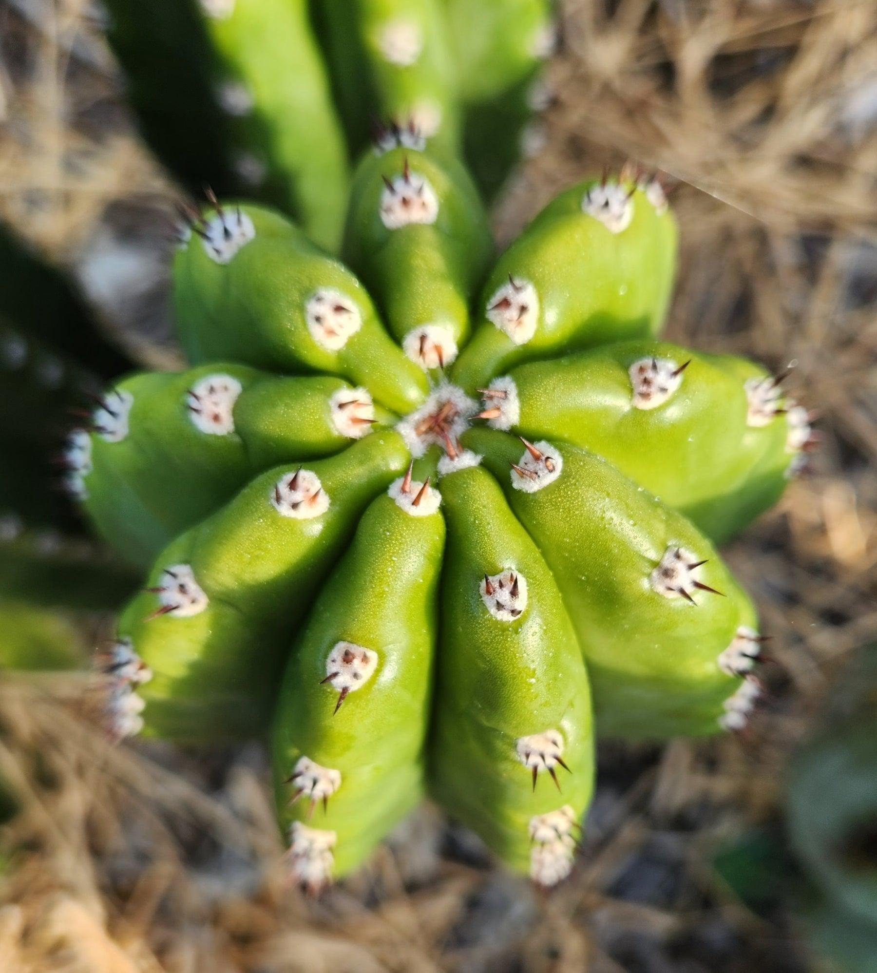 #EC228 EXACT Trichocereus Bach's Faux Scop Cactus Cutting 8-10"-Cactus - Large - Exact-The Succulent Source