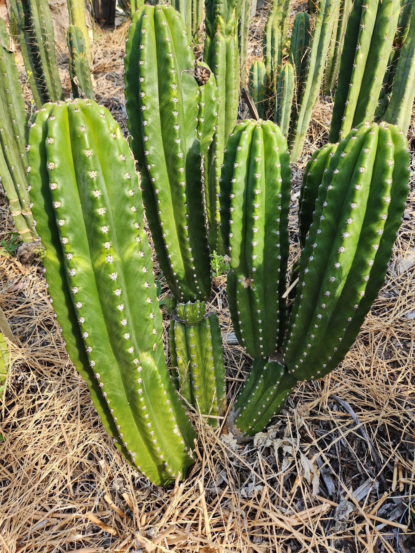#EC228 EXACT Trichocereus Bach's Faux Scop Cactus Cutting 8-10"-Cactus - Large - Exact-The Succulent Source