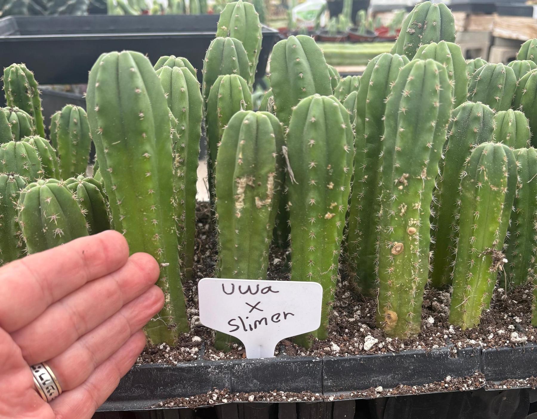 #EC229 Trichocereus hybrid Pachanoi Uwa X Scopulicola Slimer Cactus Seedlings 4-5”-Cactus - Large - Exact-The Succulent Source