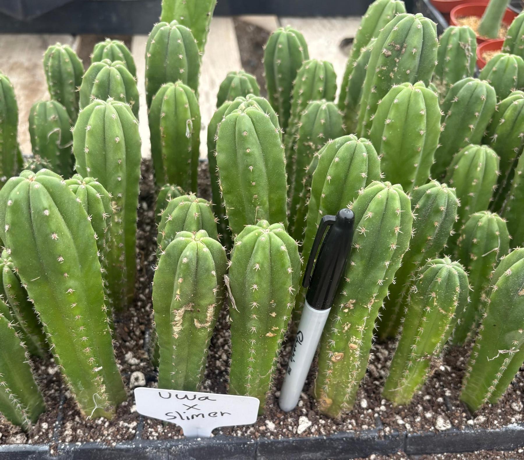 #EC229 Trichocereus hybrid Pachanoi Uwa X Scopulicola Slimer Cactus Seedlings 3-4”