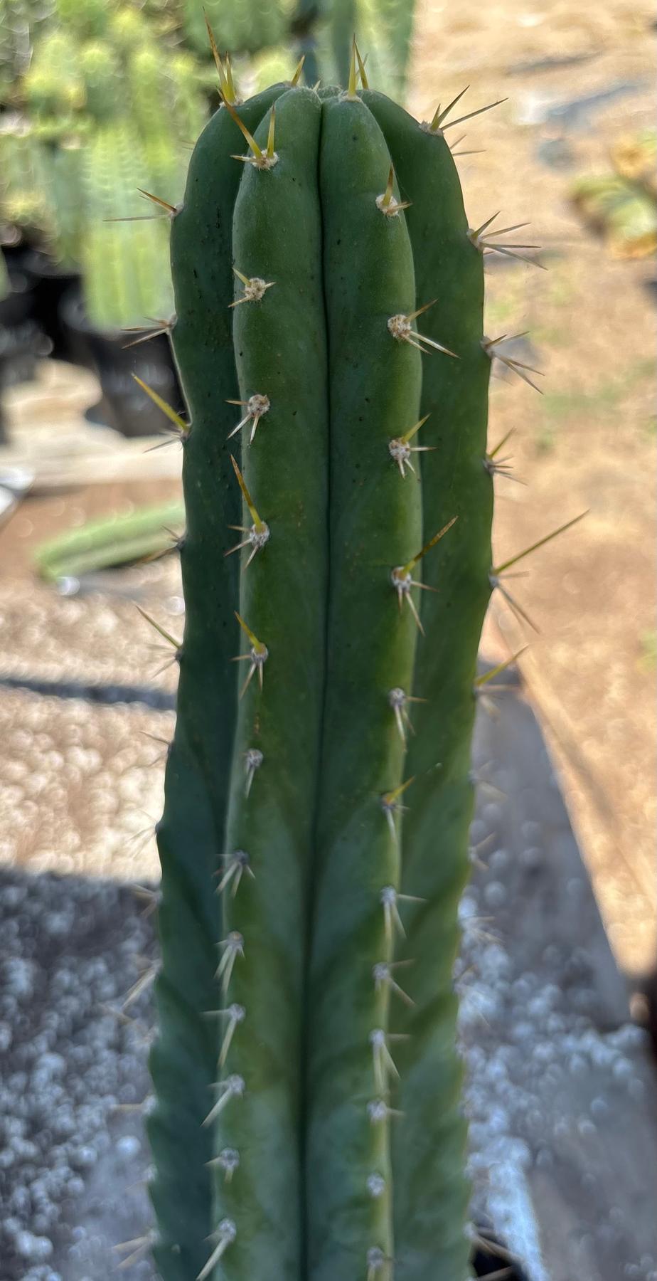 #EC23 EXACT Trichocereus Australian SLOP Cactus Cuttings & Potted 21”-Cactus - Large - Exact-The Succulent Source
