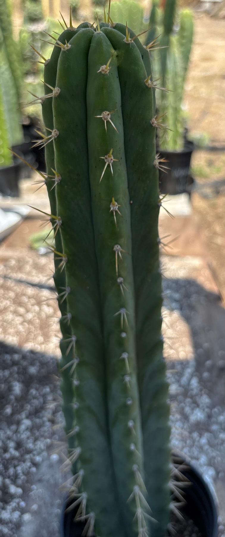 #EC23 EXACT Trichocereus Australian SLOP Cactus Cuttings & Potted 21”-Cactus - Large - Exact-The Succulent Source