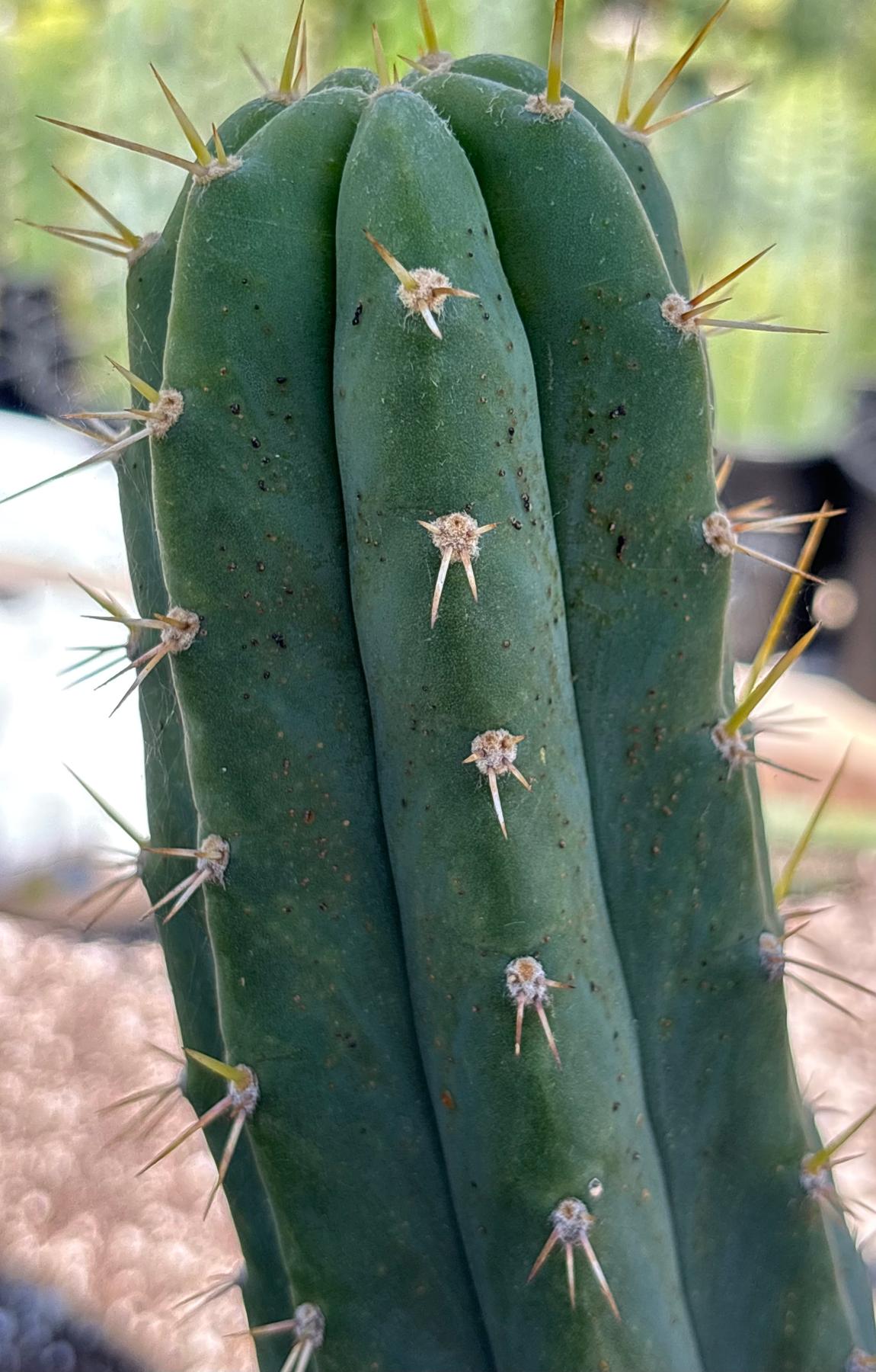 #EC23 EXACT Trichocereus Australian SLOP Cactus Cuttings & Potted 21”-Cactus - Large - Exact-The Succulent Source