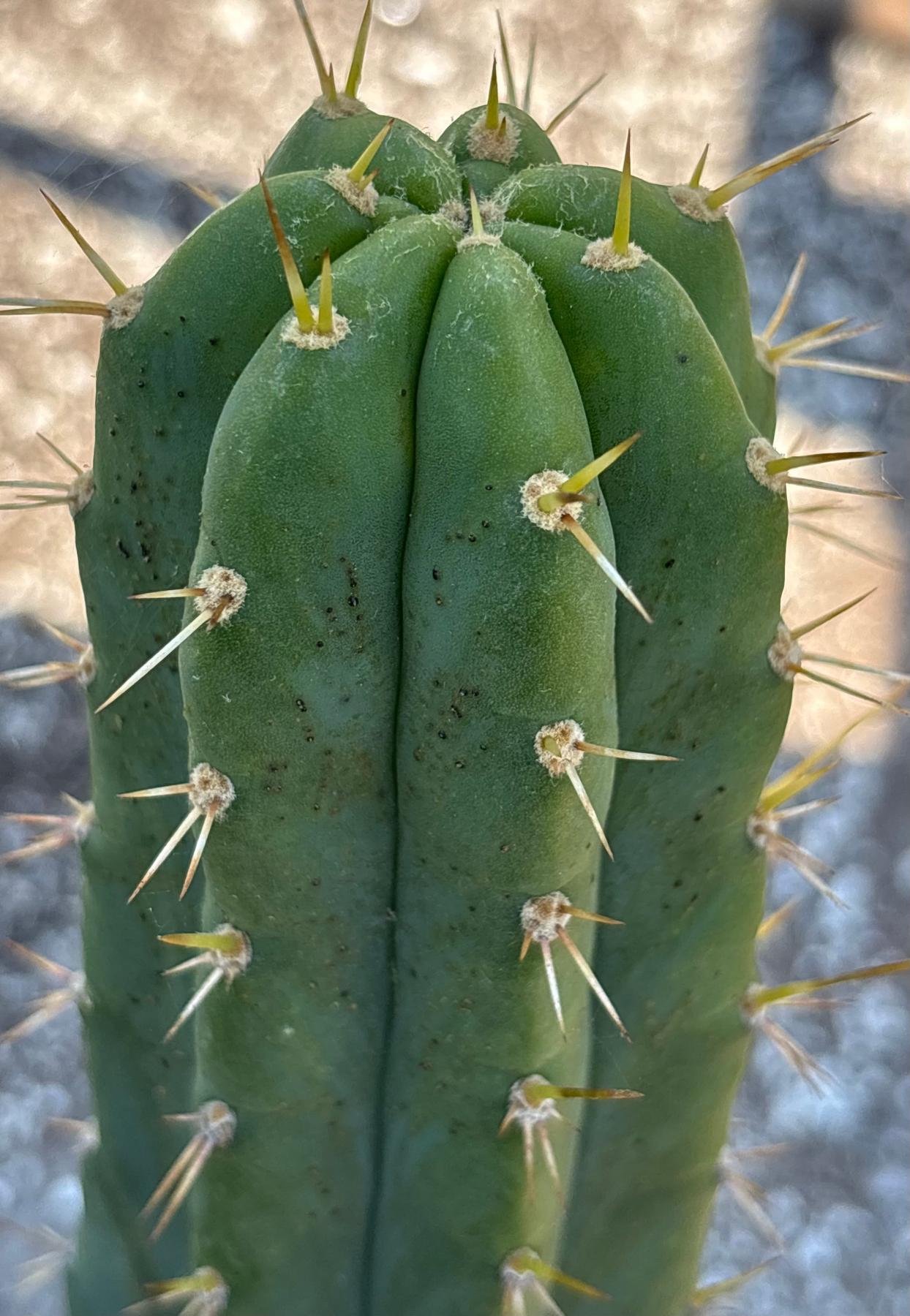 #EC23 EXACT Trichocereus Australian SLOP Cactus Cuttings & Potted 21”-Cactus - Large - Exact-The Succulent Source