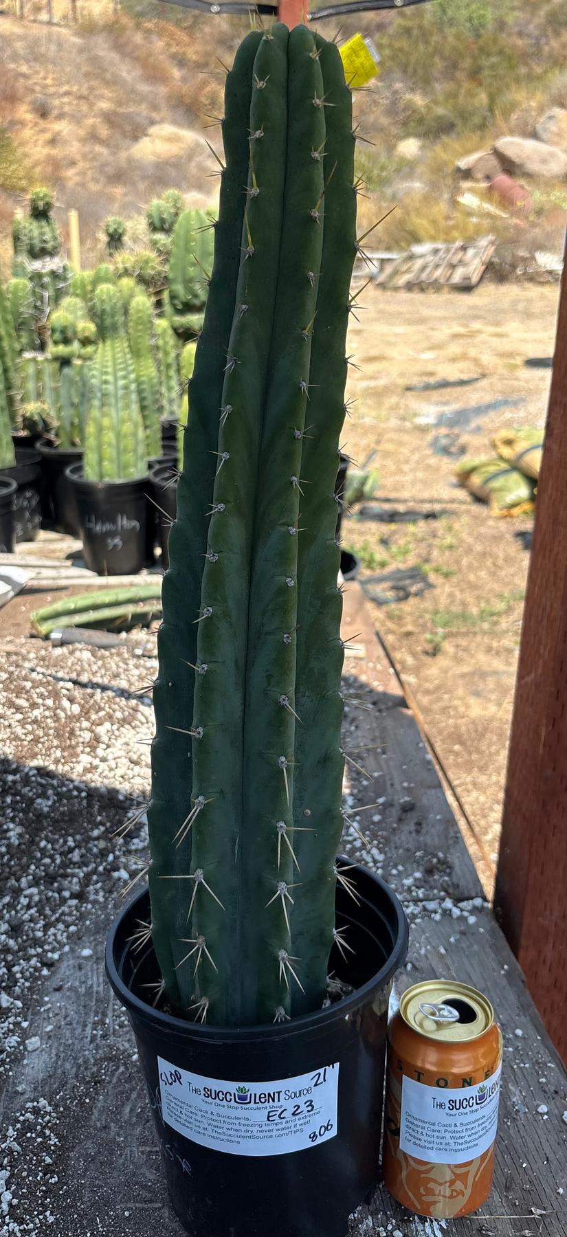 #EC23 EXACT Trichocereus Australian SLOP Cactus Cuttings & Potted 21”-Cactus - Large - Exact-The Succulent Source