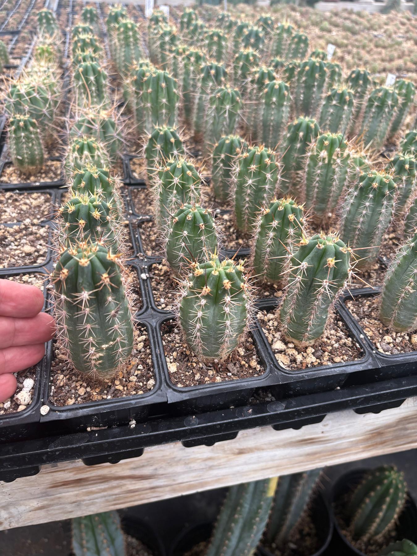 san pedro cactus sales #EC230 EXACT Trichocereus Peruvianus OP Seedlings from Peru Cactus