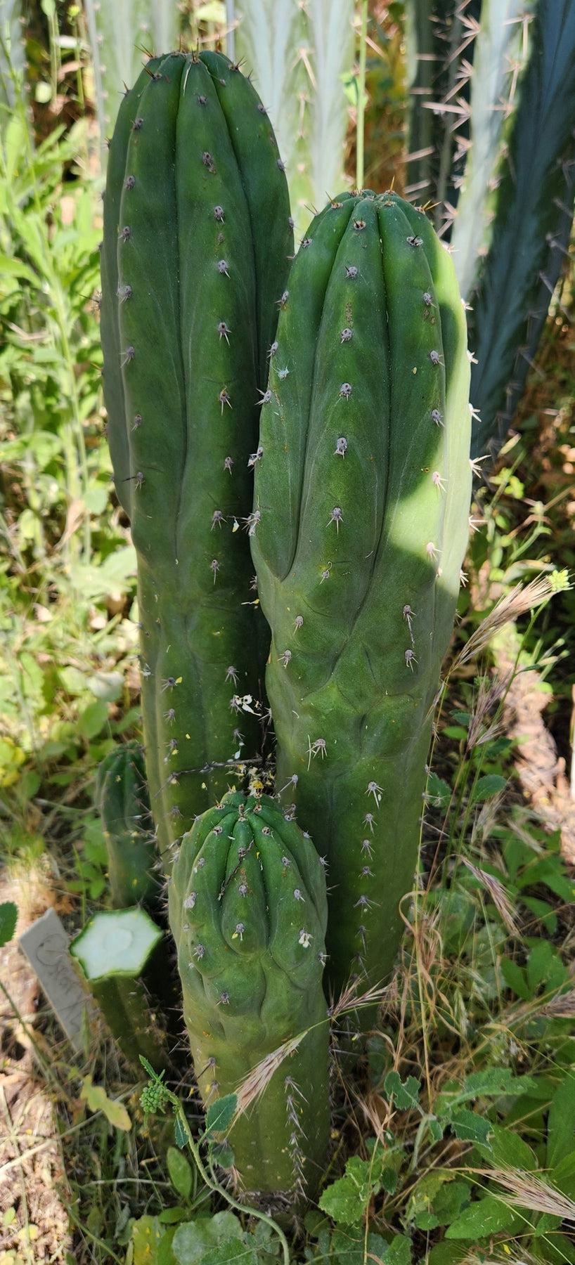 #EC231 EXACT Trichocereus Hybrid Pachanoi Oscar X LER Cactus Cutting10-12"-Cactus - Large - Exact-The Succulent Source