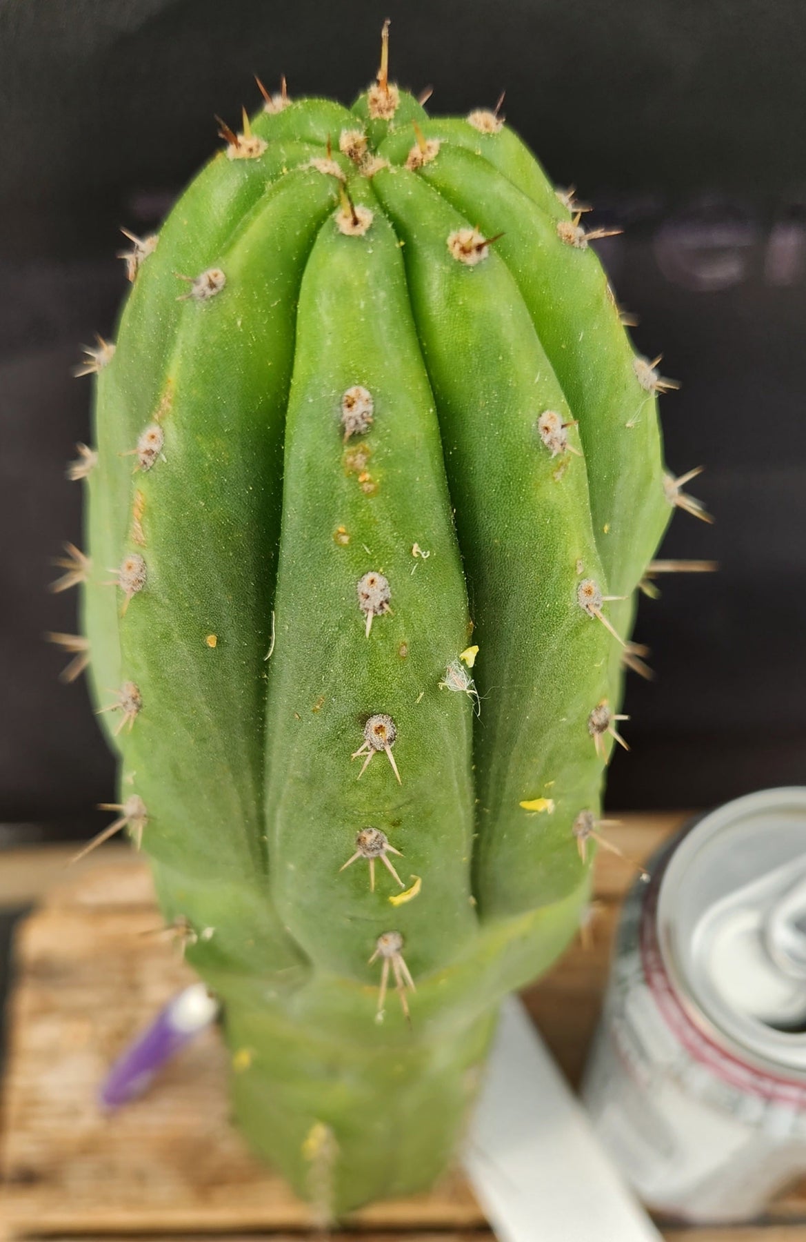 #EC231 EXACT Trichocereus Hybrid Pachanoi Oscar X LER Cactus Cutting10-12"-Cactus - Large - Exact-The Succulent Source