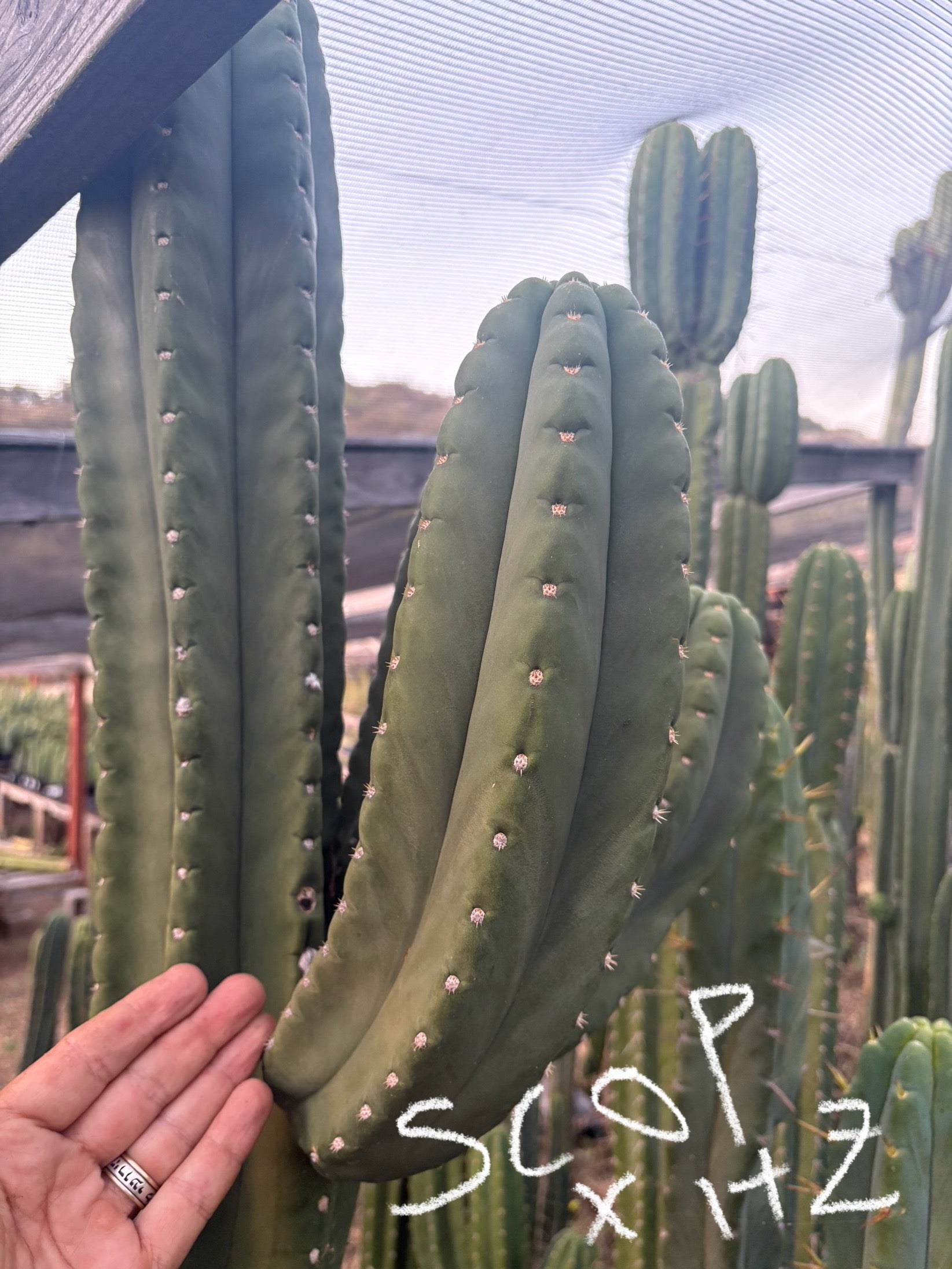 #EC231 EXACT Trichocereus Hybrid Scop X HZ Cactus Cutting 10-12"-Cactus - Large - Exact-The Succulent Source