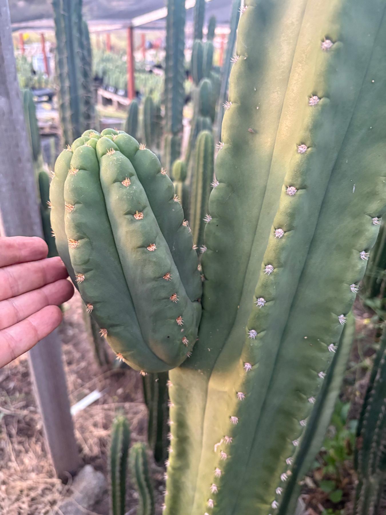 #EC231 EXACT Trichocereus Hybrid Scop X HZ Cactus Cutting 10-12"-Cactus - Large - Exact-The Succulent Source