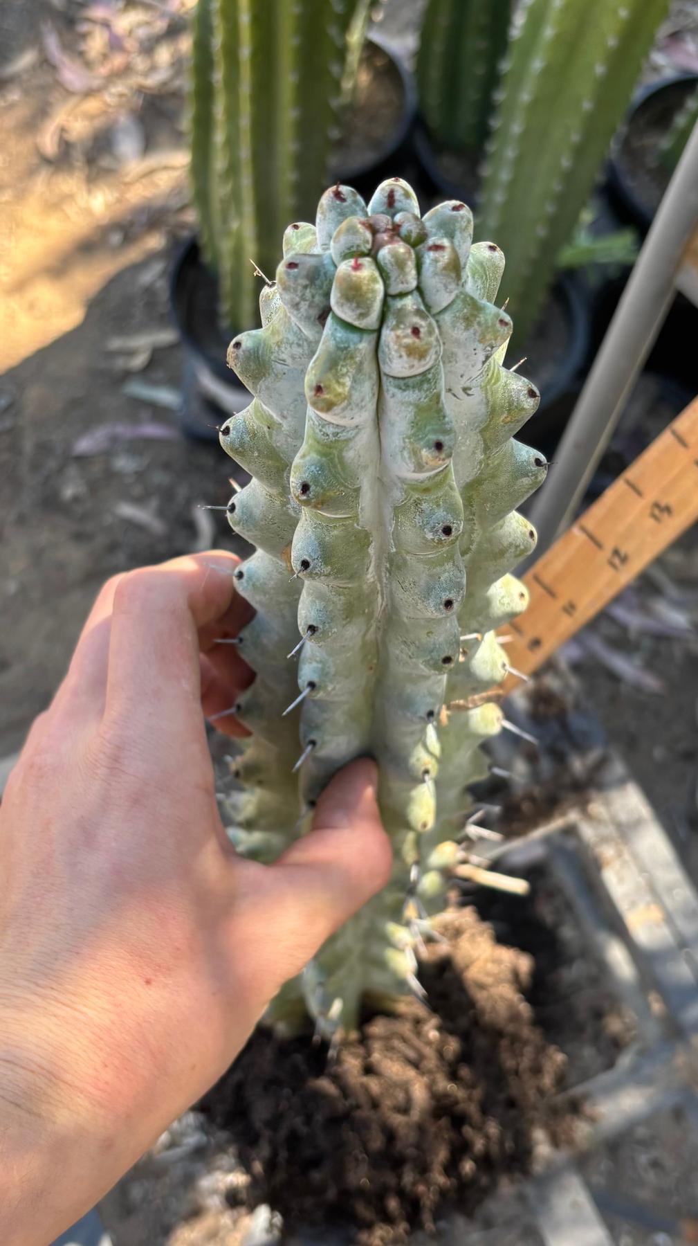 #EC232 EXACT Stenocereus Beneckei approx 16”-Cactus - Large - Exact-The Succulent Source