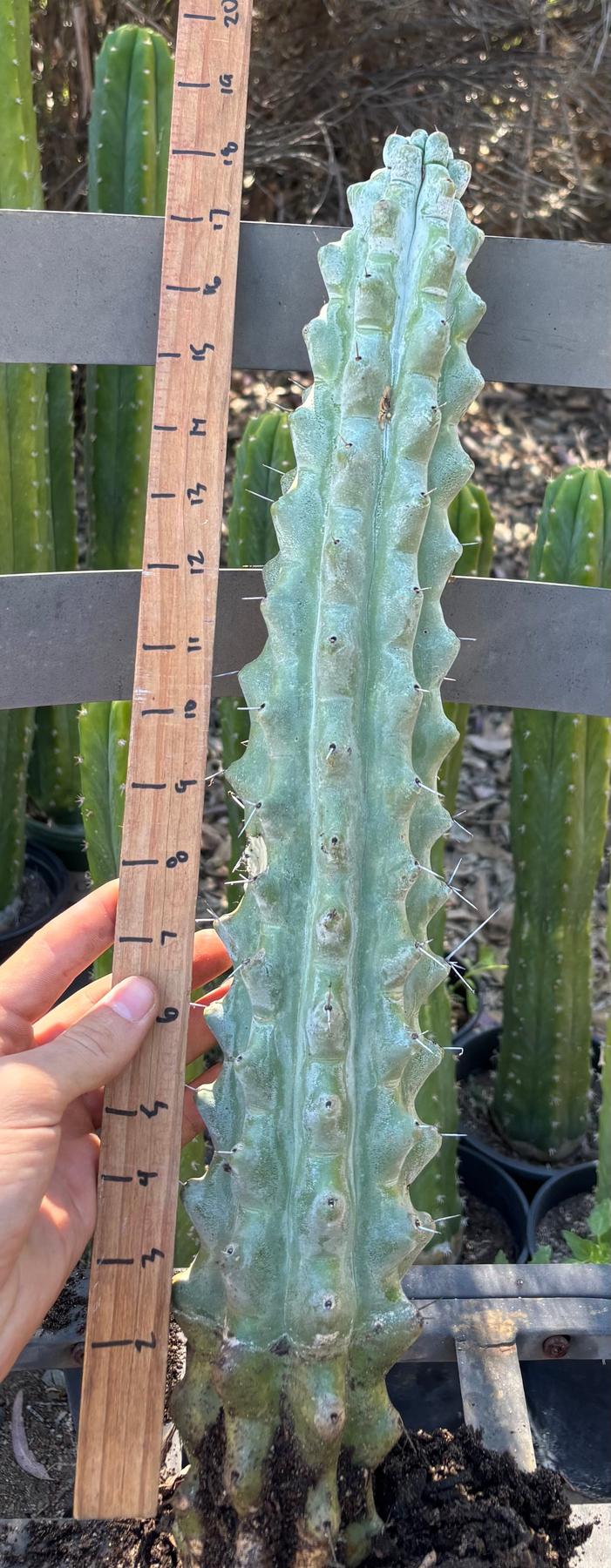#EC232 EXACT Stenocereus Beneckei approx 16”-Cactus - Large - Exact-The Succulent Source