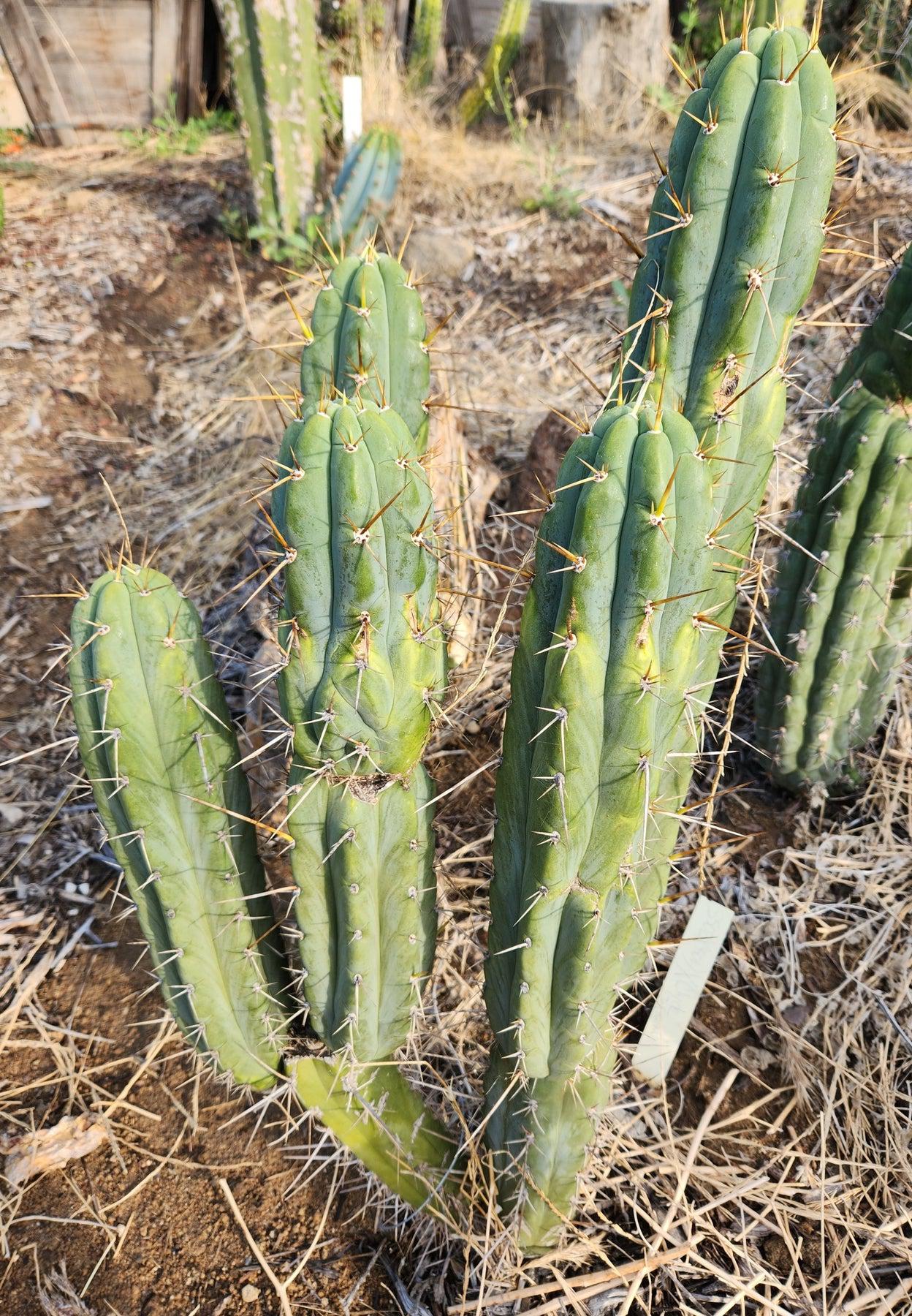 #EC232 EXACT Trichocereus Hybrid SS0201 X Peruvianus Clyde Cactus Cutting 8-10”-Cactus - Large - Exact-The Succulent Source