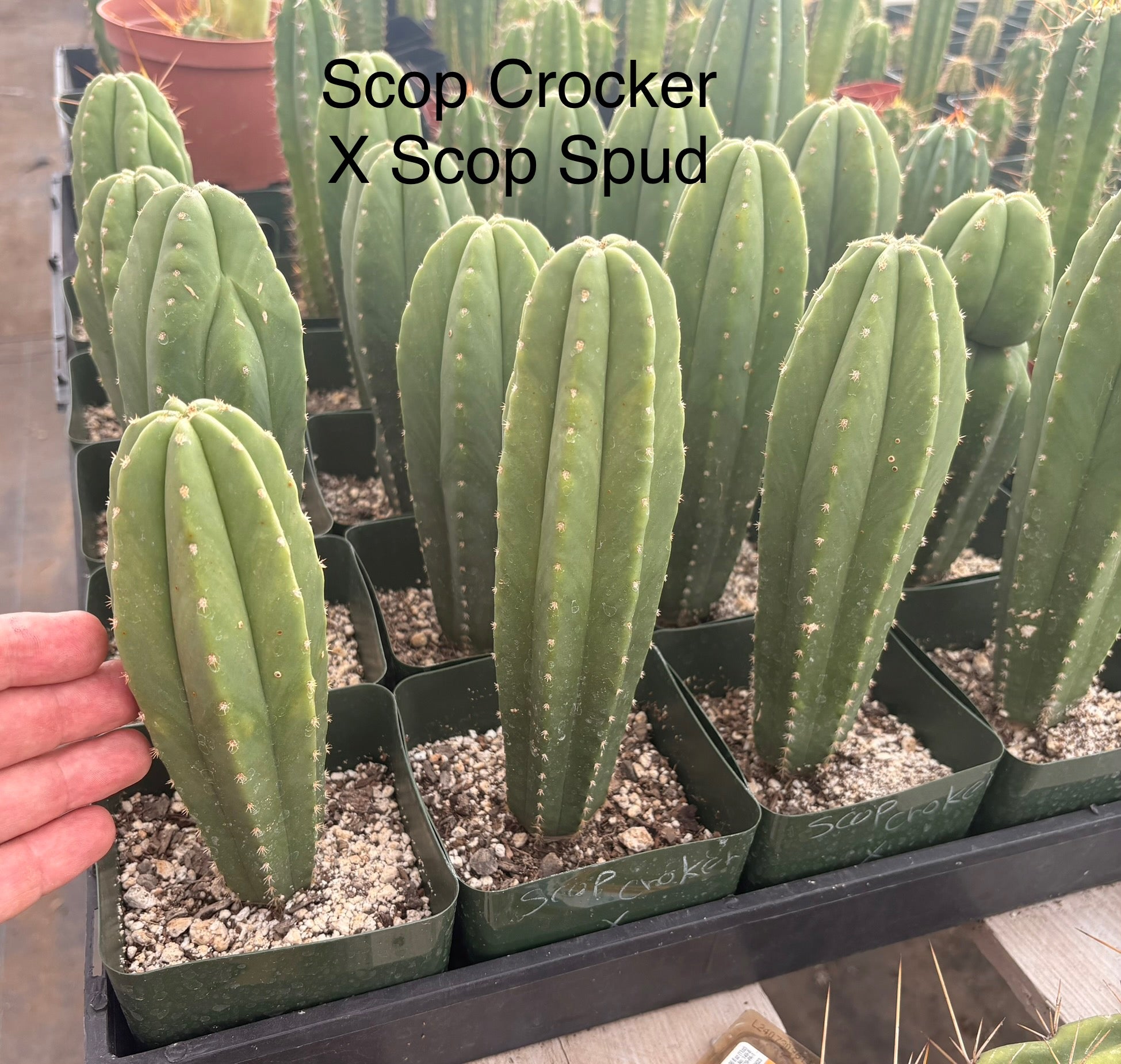 fat plants succulent soil #EC233 EXACT Trichocereus Scopulicola Crocker X Scop Spud Seedling 6-8”