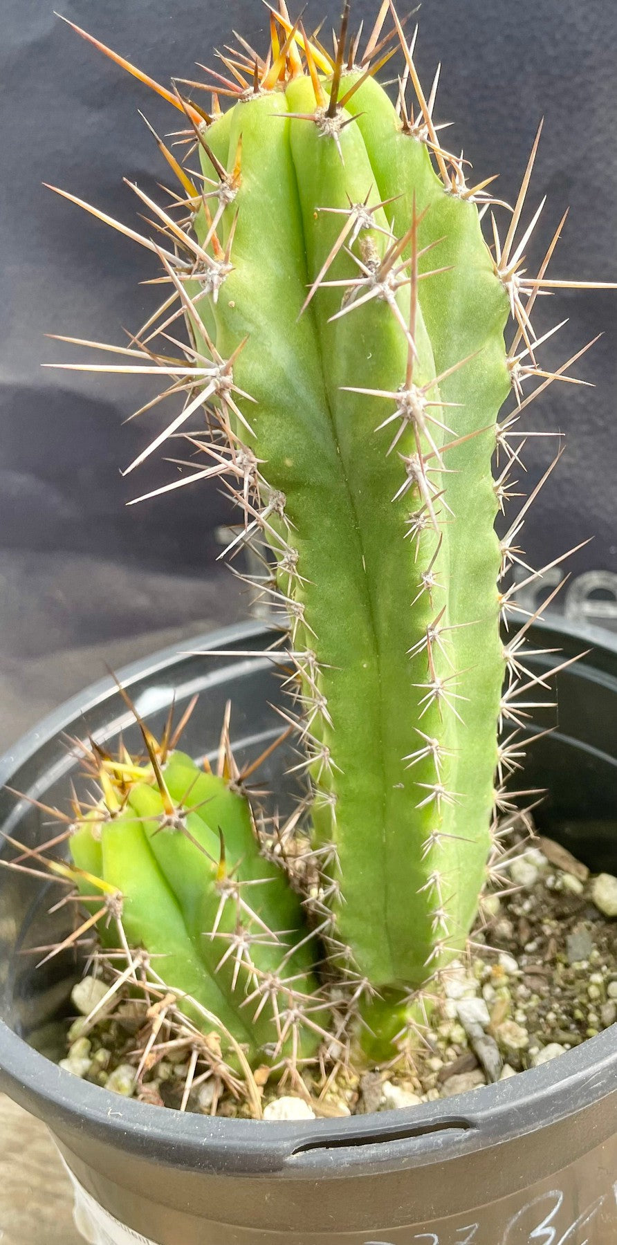 #EC234 EXACT Trichocereus HYBRID Bertha X Lumber Jack Cactus 8”-Cactus - Large - Exact-The Succulent Source