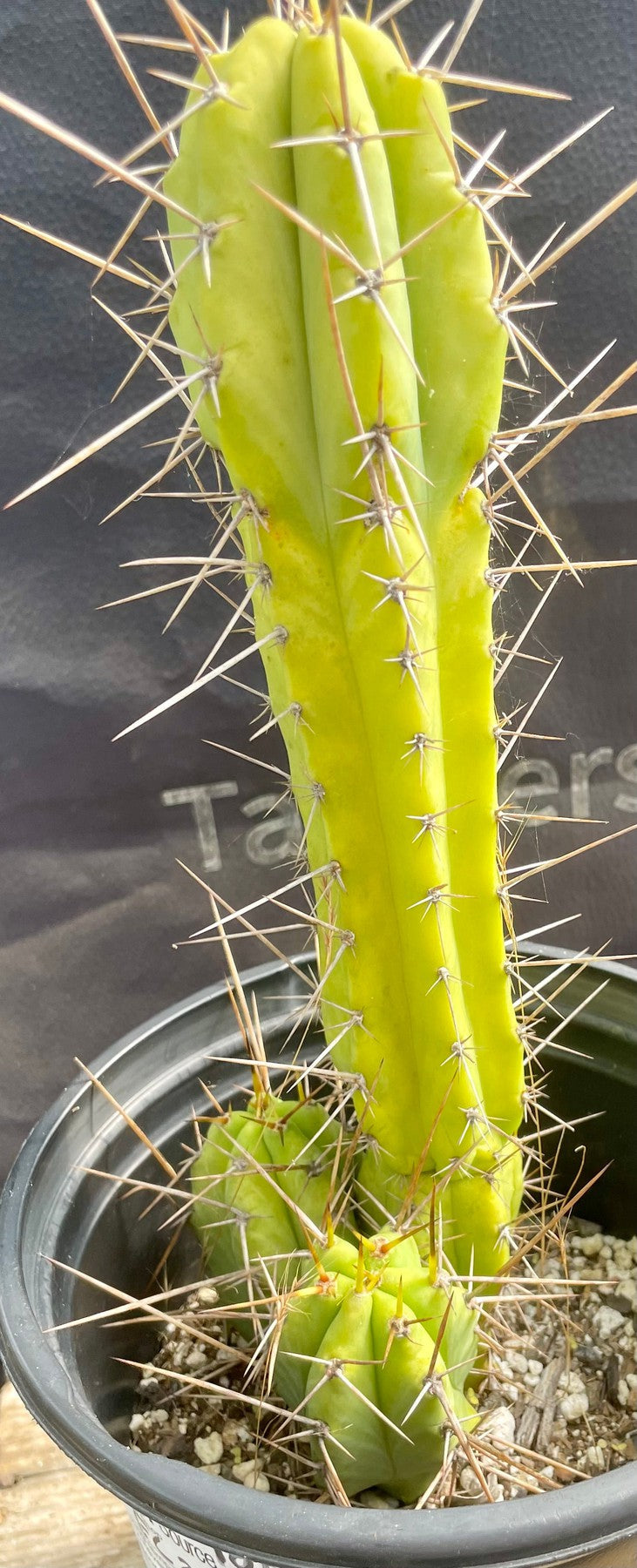 #EC235 EXACT Trichocereus Hybrid Pacific X Jade Cactus 10.5”-Cactus - Large - Exact-The Succulent Source